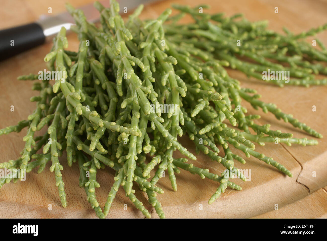 Samphire a coastal herb also known as sea beans glasswort pickleweed or Salicornia Stock Photo