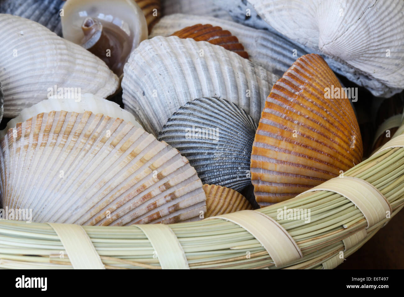 South carolina charleston beach grass hires stock photography and