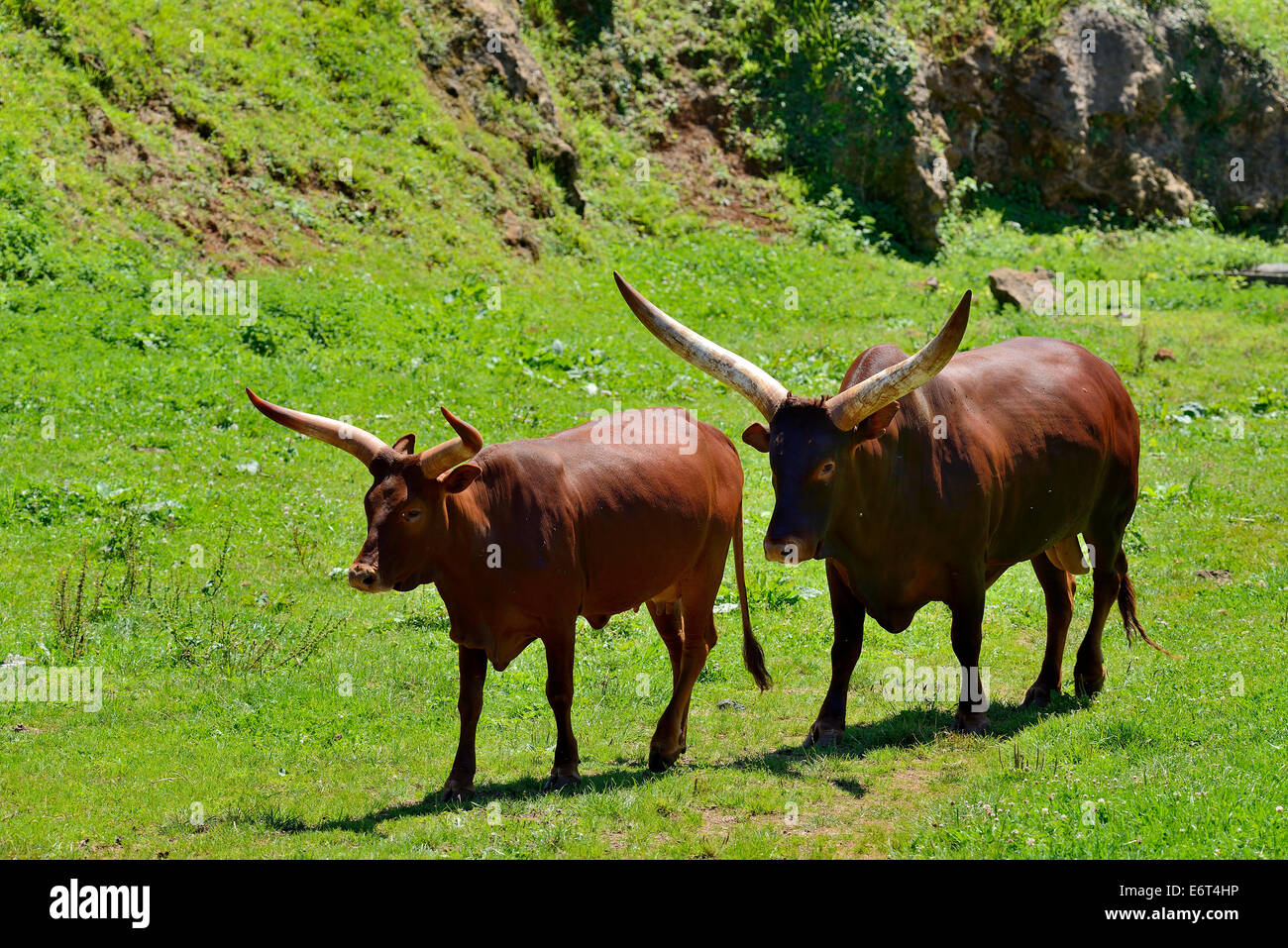 Ankole-Watusi in the Natural Park of Cabarceno, Cantabria, Spain, Europe Stock Photo