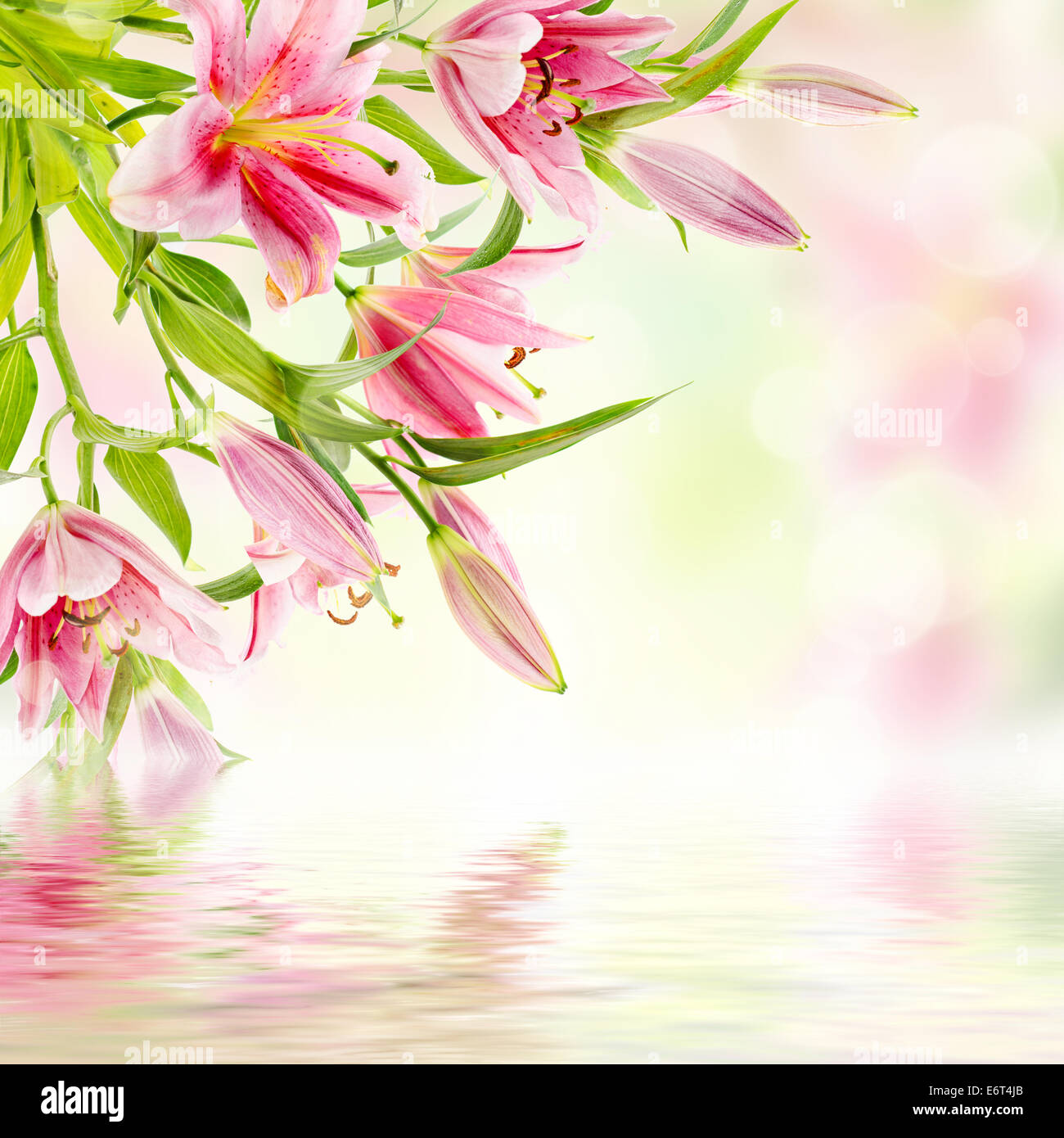 Pink lilies background Stock Photo Alamy