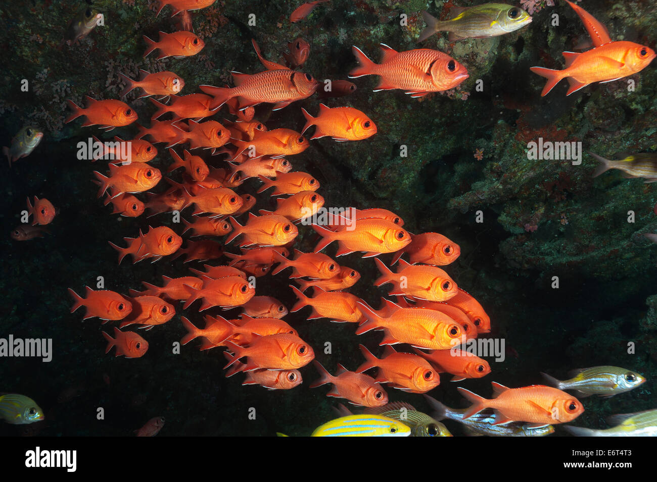 School of Pinecone soldierfish in Maldives, Indian Ocean Stock Photo