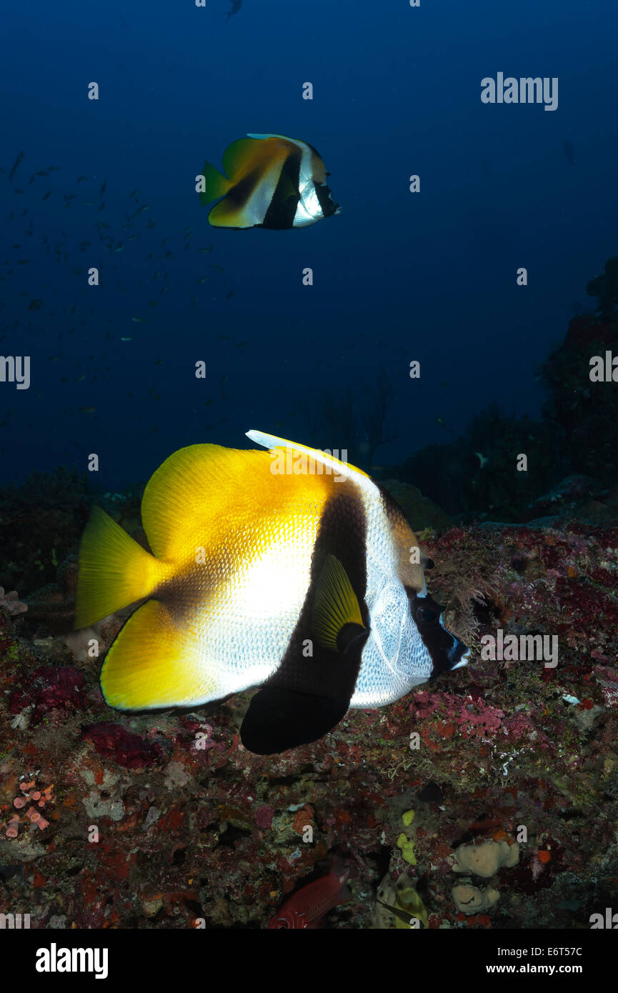 Masked bannerfish in Maldives, Indian Ocean Stock Photo