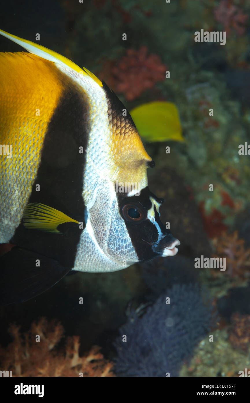 Masked bannerfish in Maldives, Indian Ocean Stock Photo