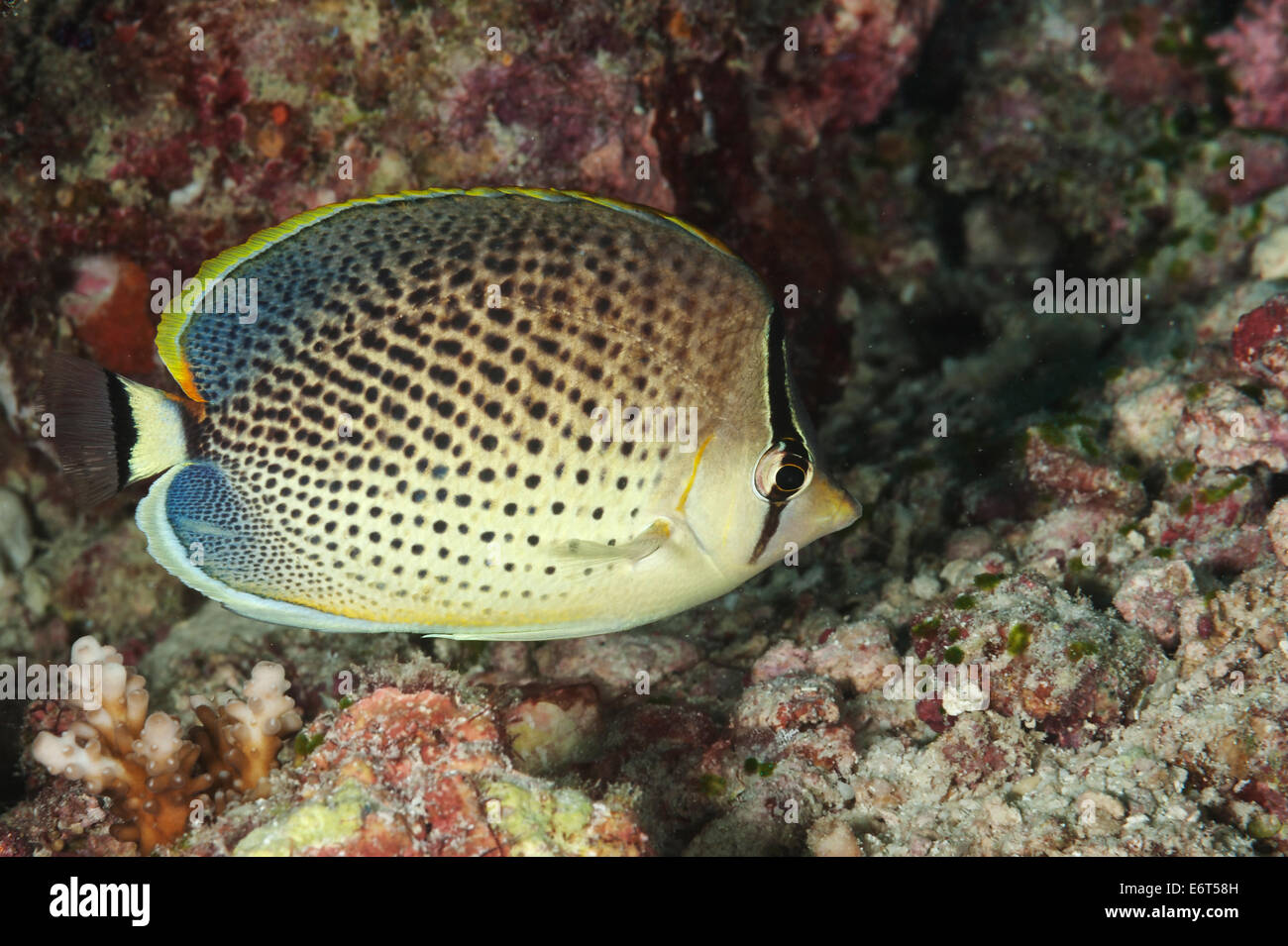 Spotted butterflyfish in Maldives, Indian Ocean Stock Photo