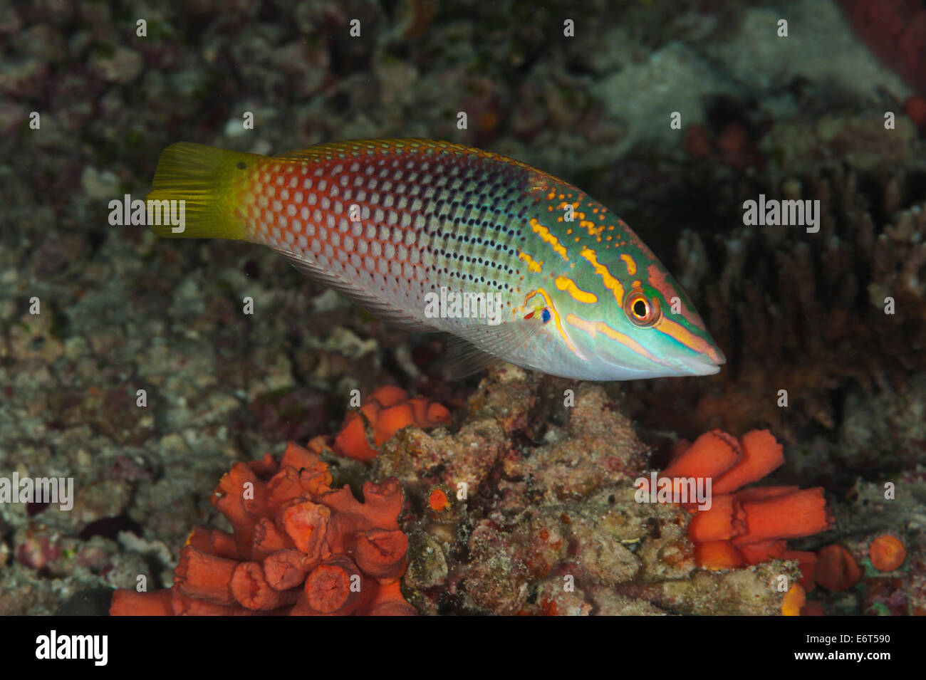 Yellowface wrasse in Maldives, Indian Ocean Stock Photo