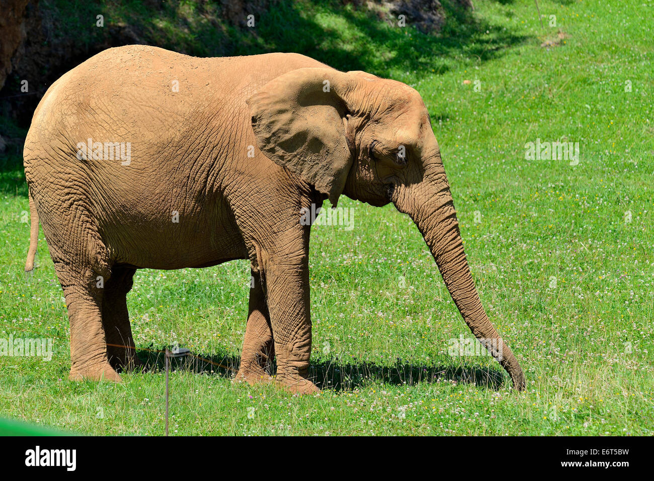 Elephant (Loxodonta) in the Natural Park of Cabarceno, Cantabria, Spain, Europe Stock Photo