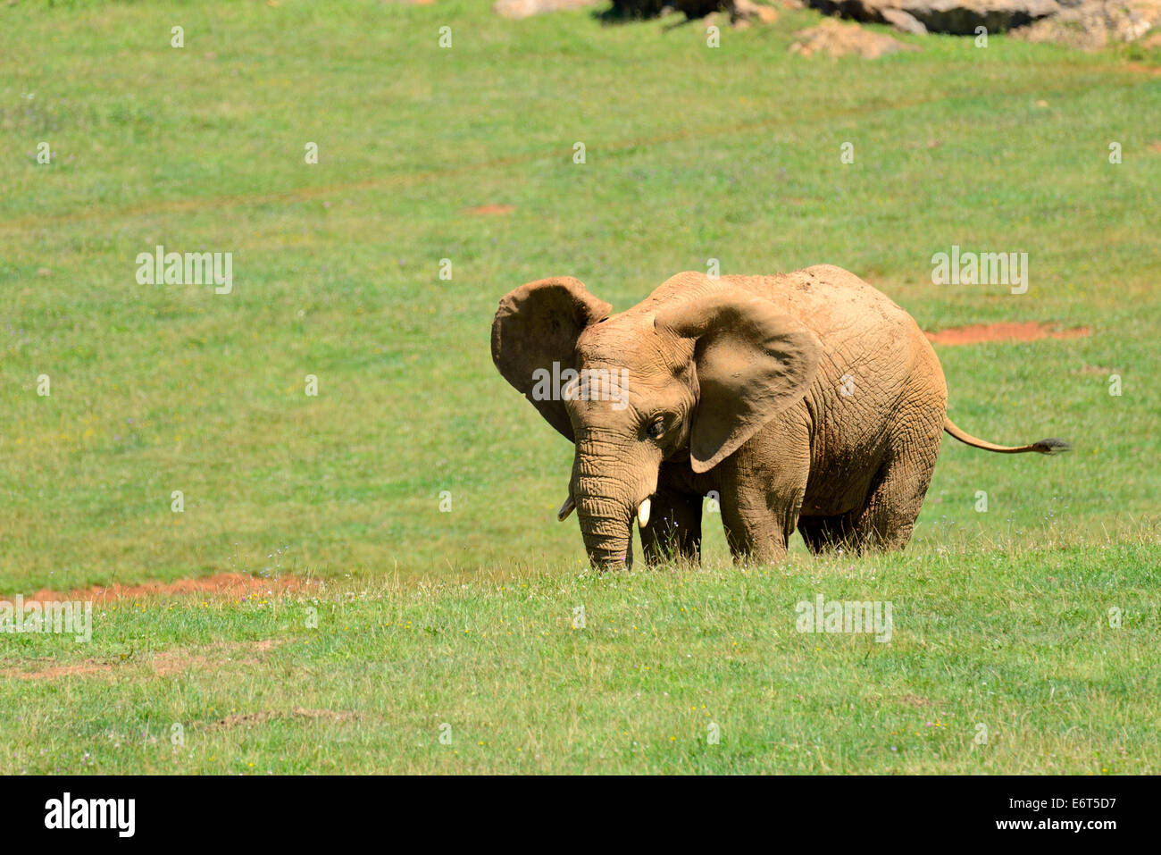 Elephant (Loxodonta) in the Natural Park of Cabarceno, Cantabria, Spain, Europe Stock Photo