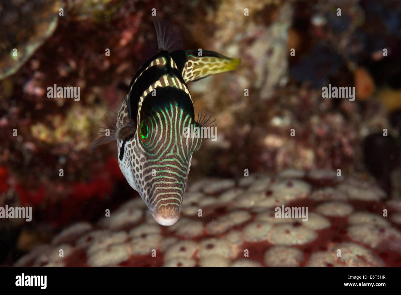 Black-saddled toby in Maldives, Indian Ocean Stock Photo