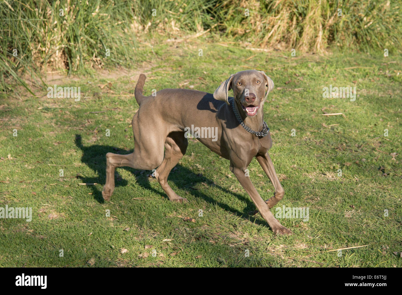 A happy excited dog, running and looking at the camera, purebred hunting female Weimaraner, also known as silvery-gray Stock Photo