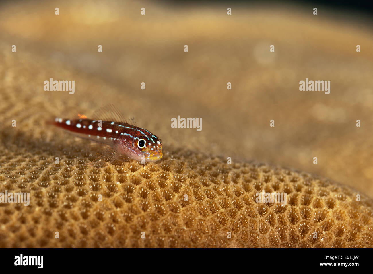 Striped pygmygoby in Maldives, Indian Ocean Stock Photo