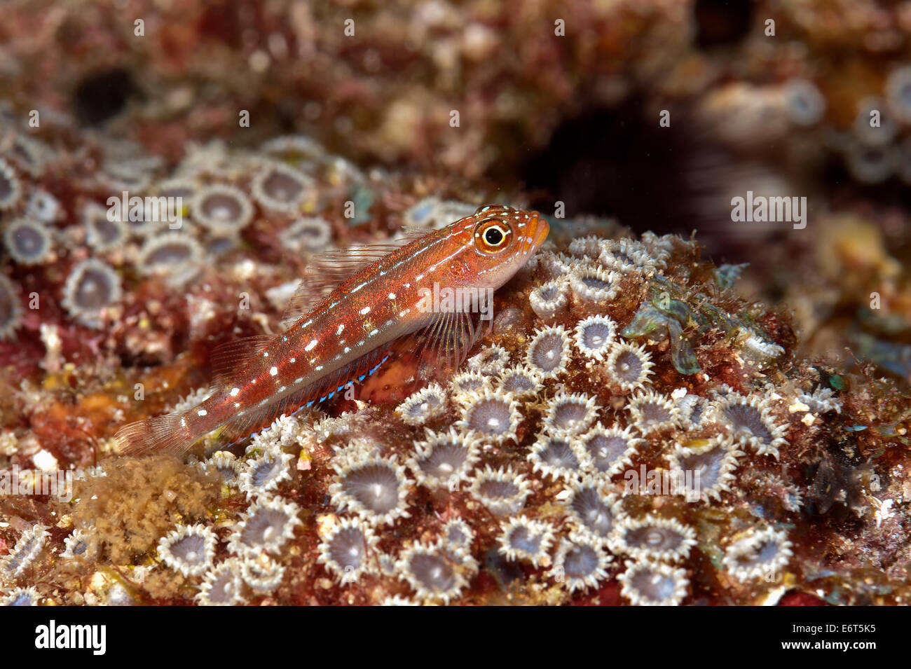 Red and whitespotted pygmygoby in Maldives, Indian Ocean Stock Photo