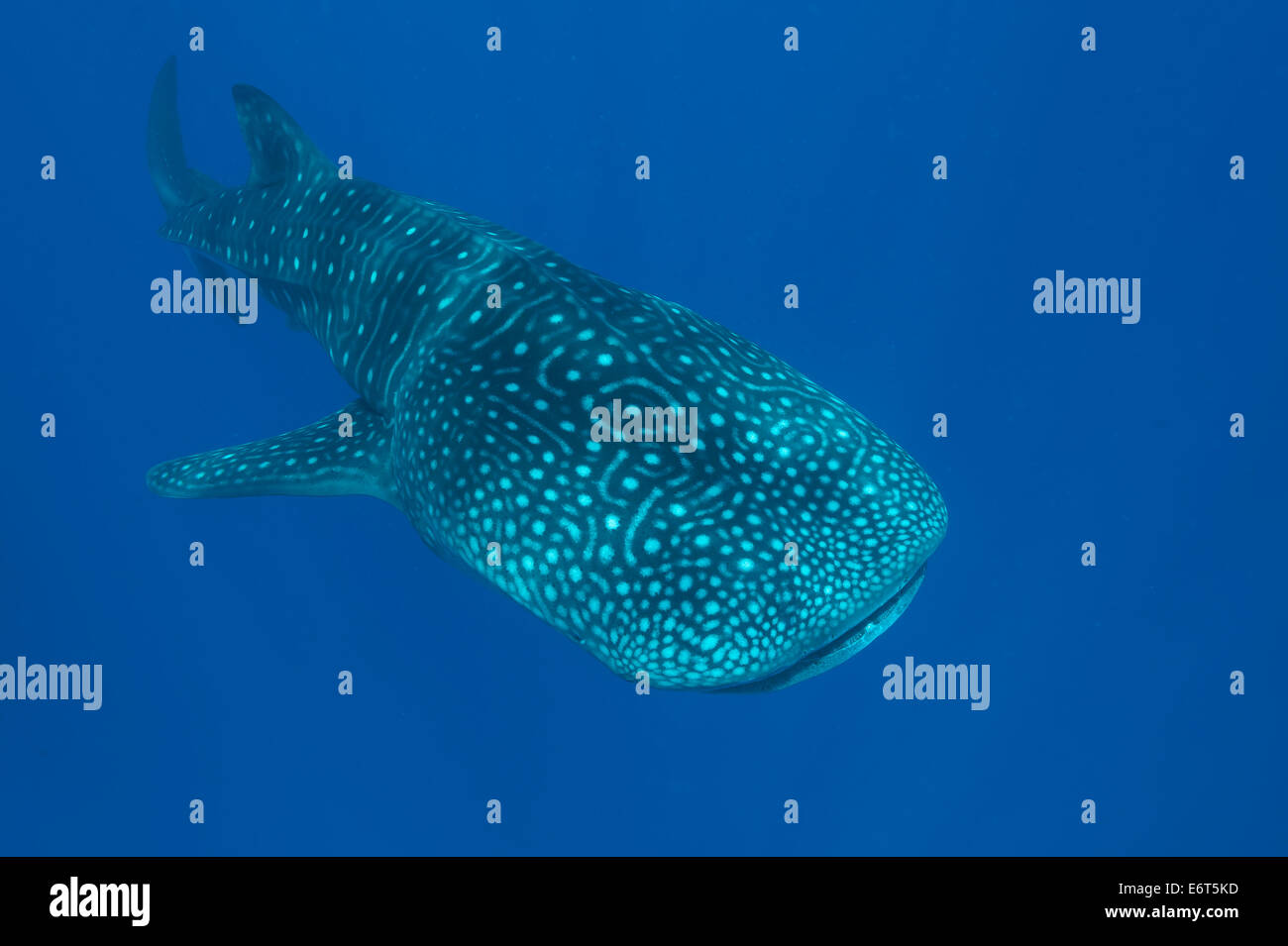 Whale shark in Maldives, Indian Ocean Stock Photo