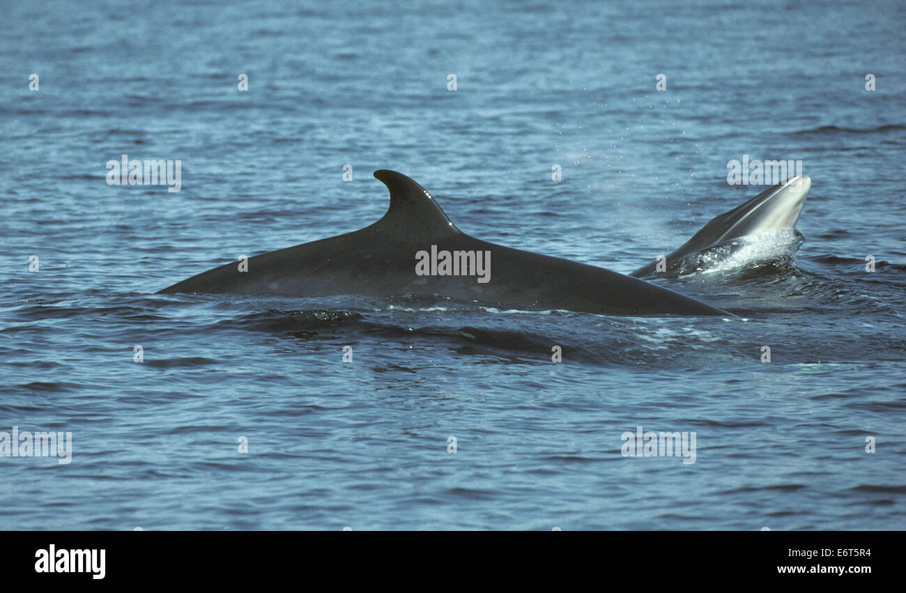 Minke whale breaching hi-res stock photography and images - Alamy