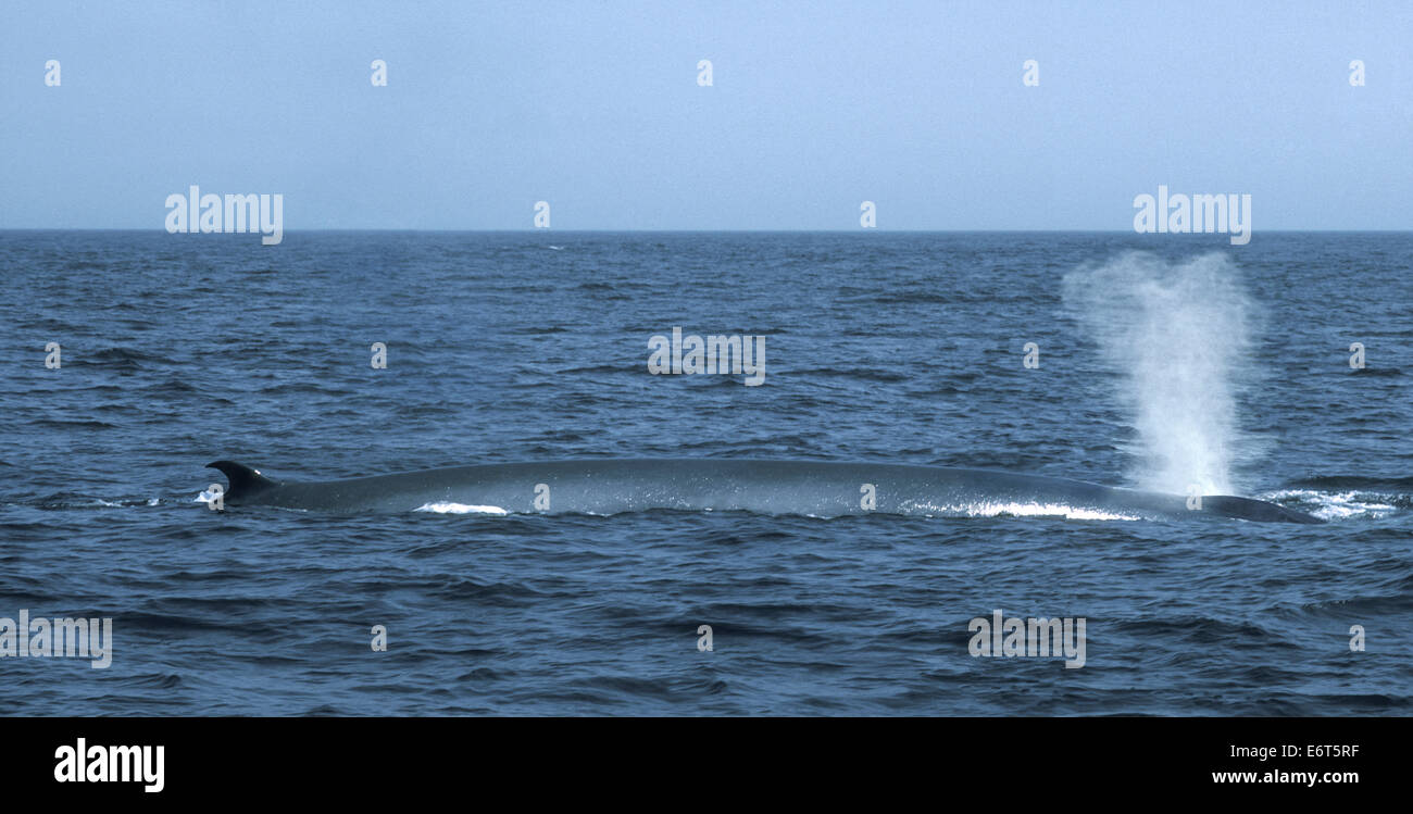 Whale Closeup High Resolution Stock Photography and Images - Alamy