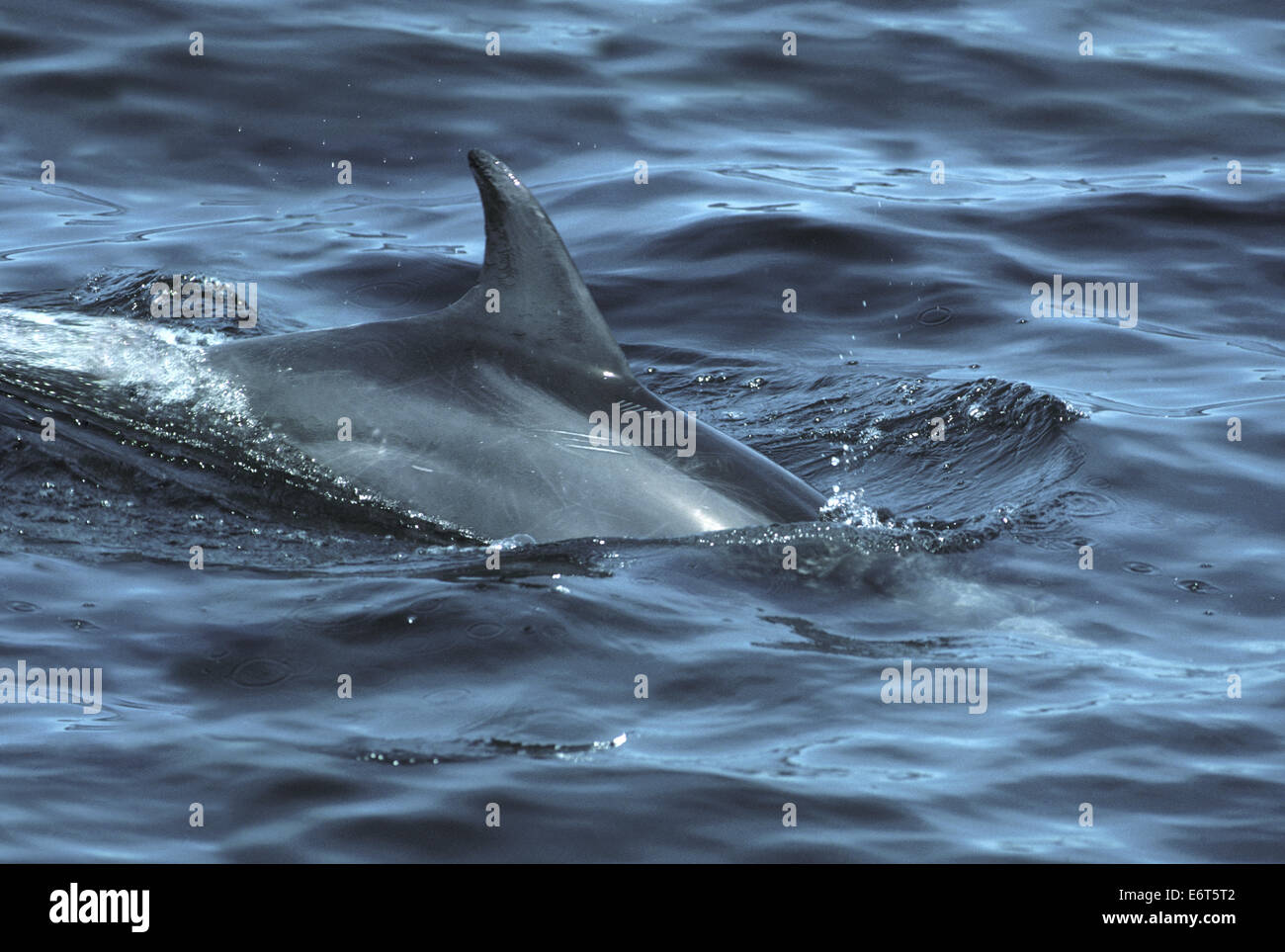 Bottle-nosed Dolphin - Tursiops truncatus Stock Photo