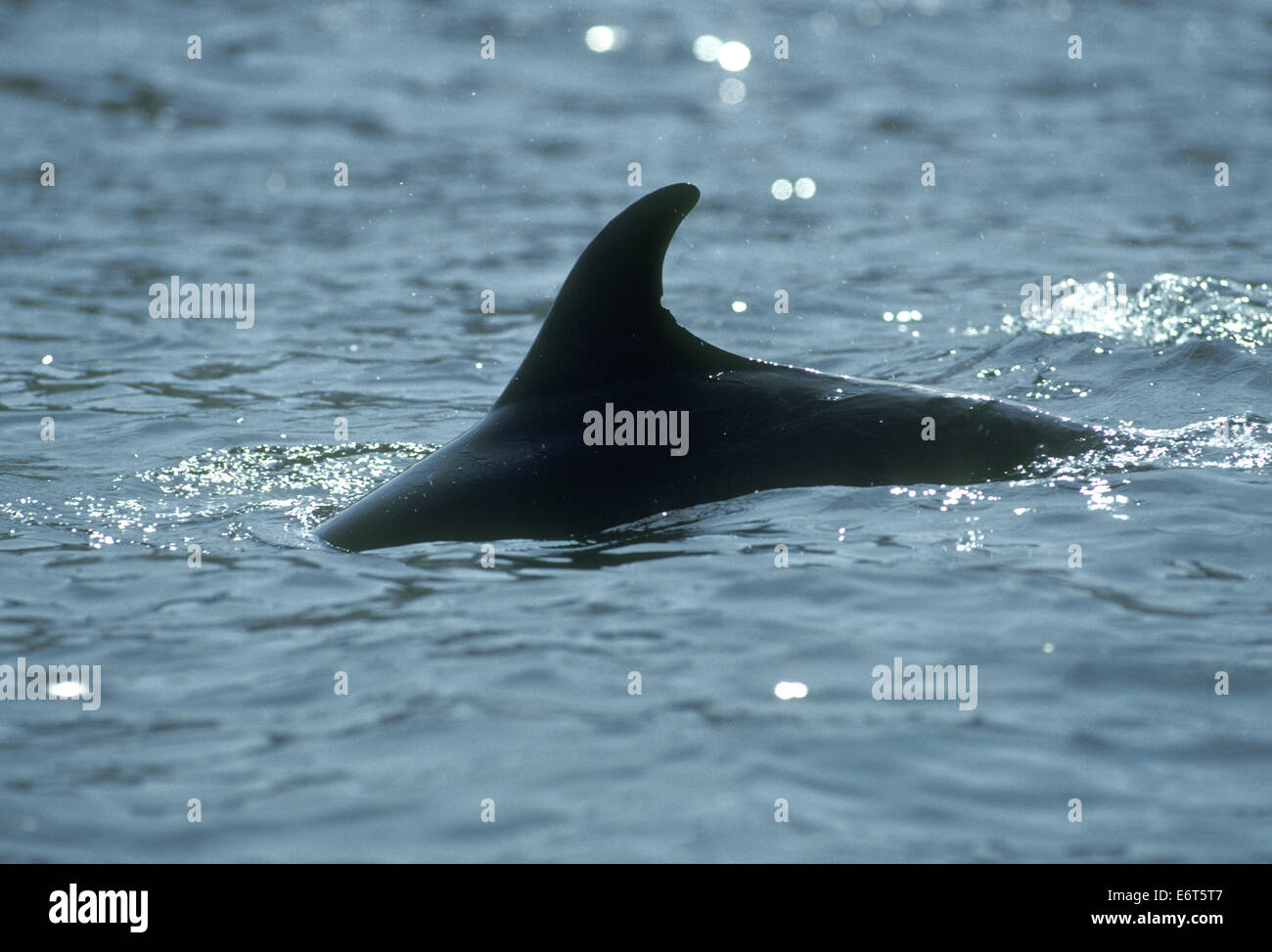 Bottle-nosed Dolphin - Tursiops truncatus Stock Photo