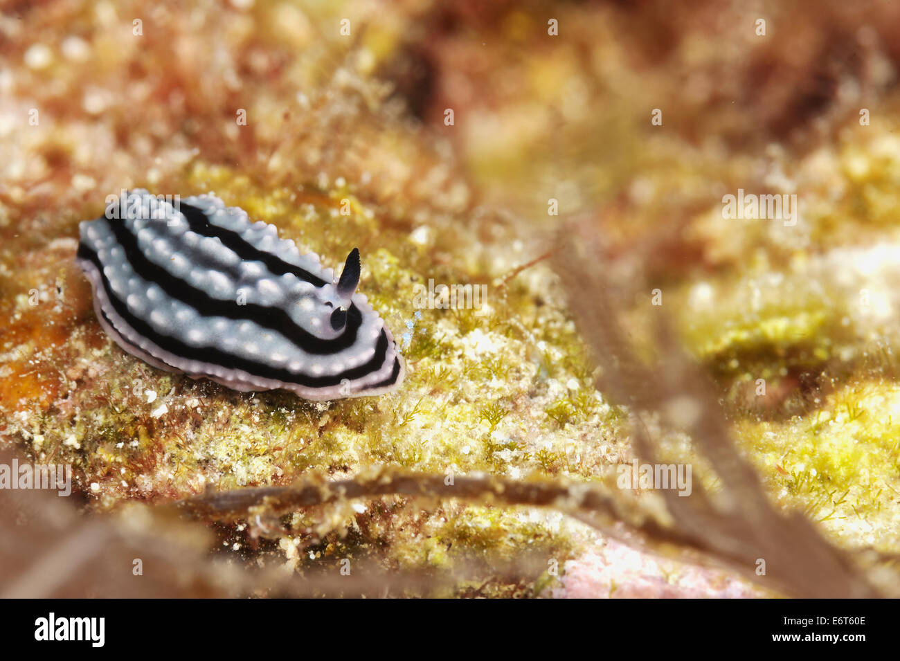 Phyllida hi-res stock photography and images - Alamy