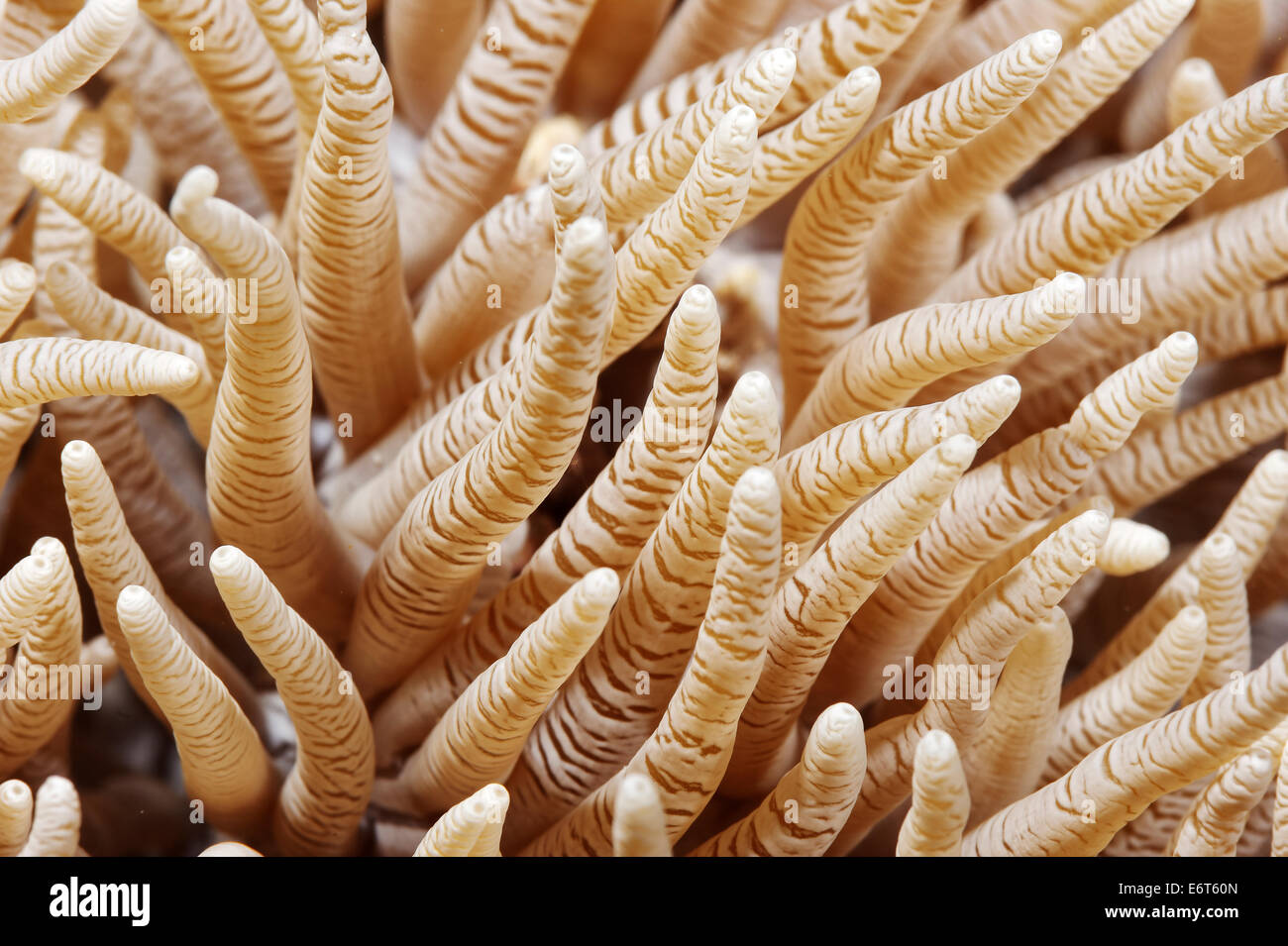 Delicate sea anemone in Maldives, Indian Ocean Stock Photo