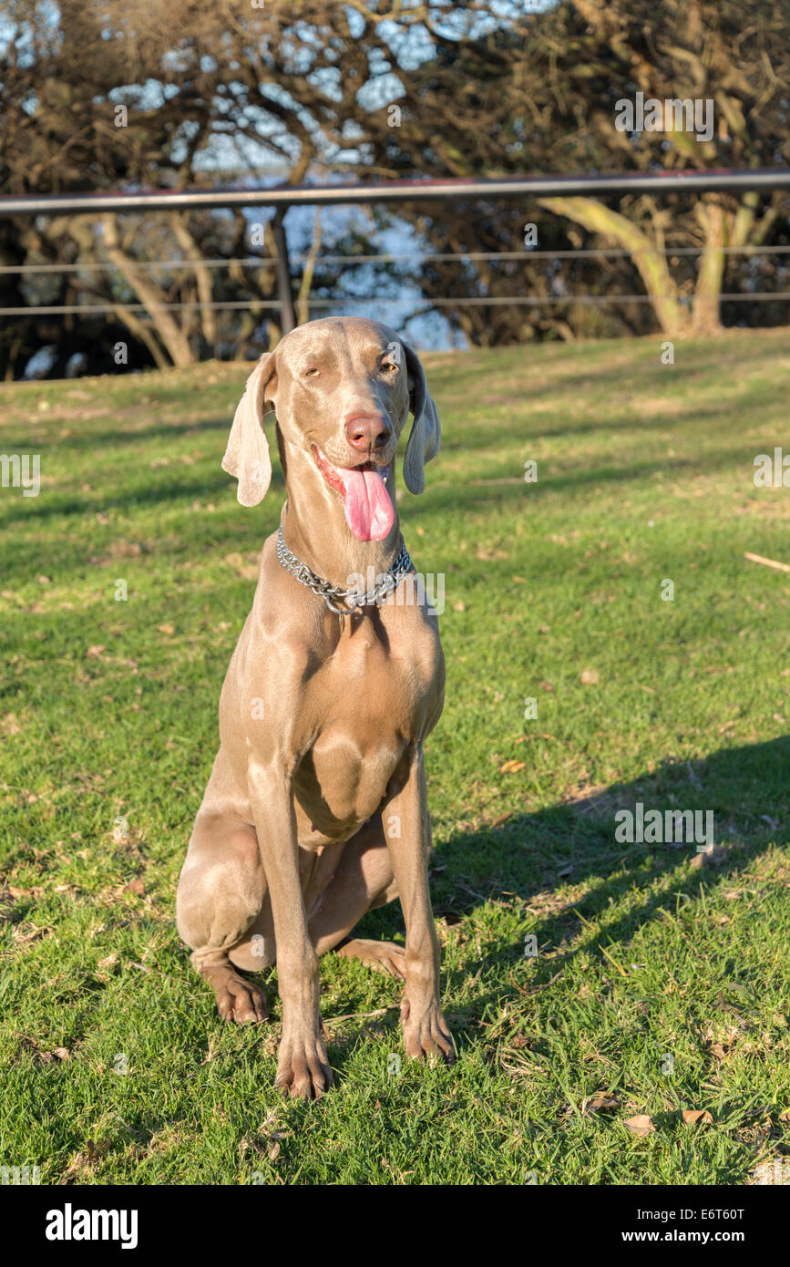 A happy dog panting, sitting on the grass in a park, looking at the camera, purebred hunting female Weimaraner Stock Photo