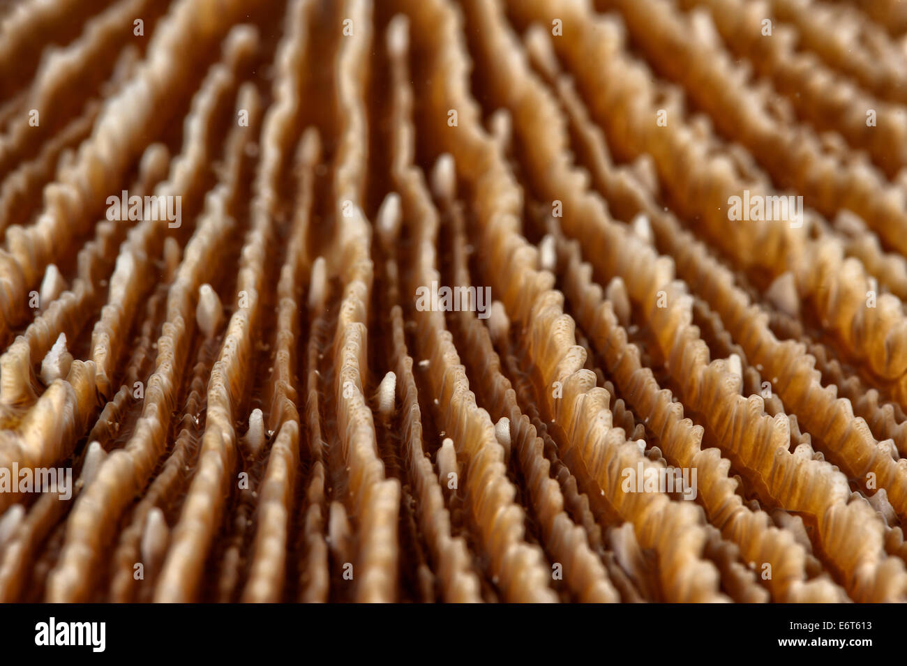 Hard coral Fungia Simplex in Maldives, Indian Ocean Stock Photo