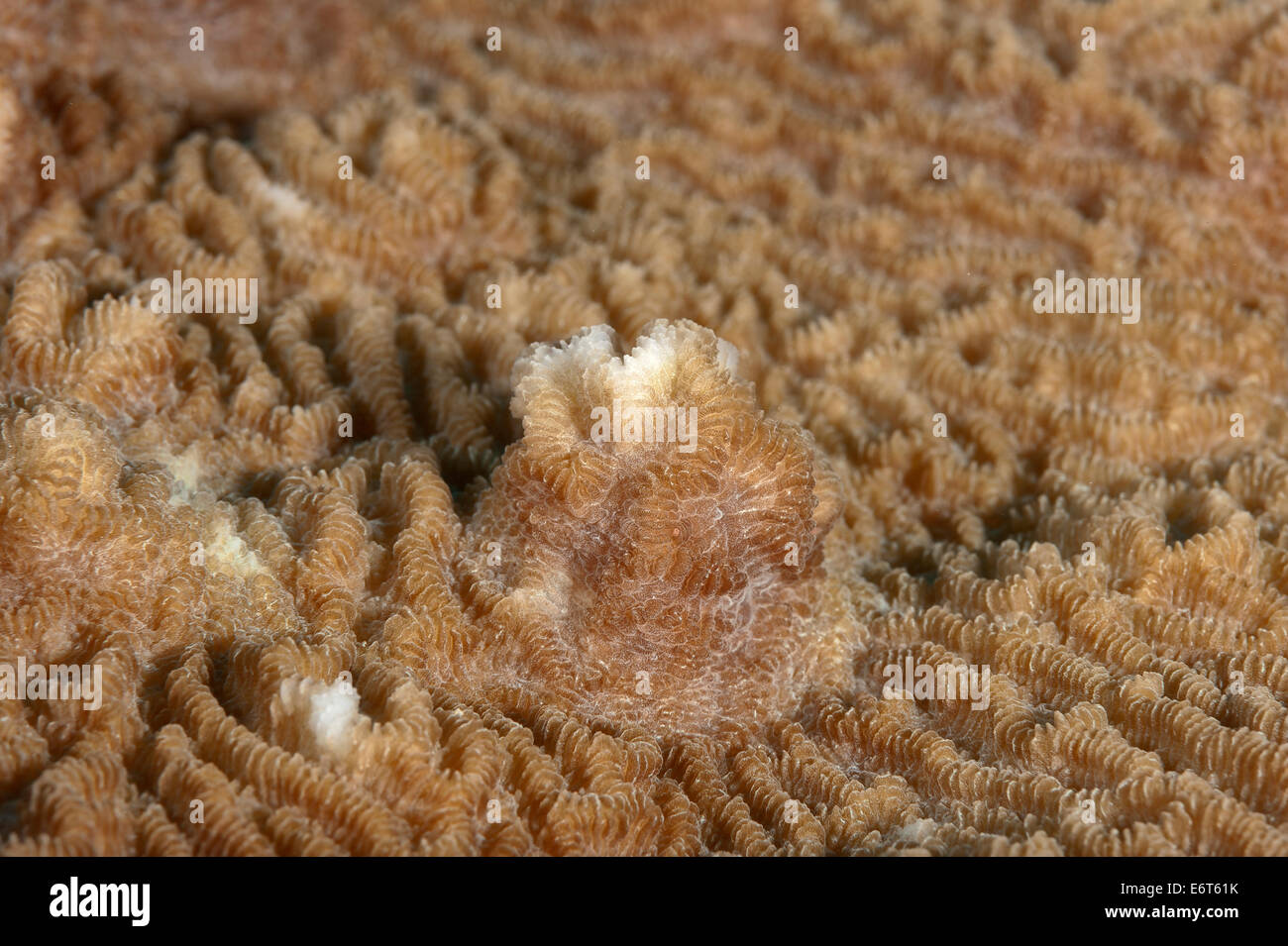 Coral Platygyra sp. in Maldives, Indian Ocean Stock Photo