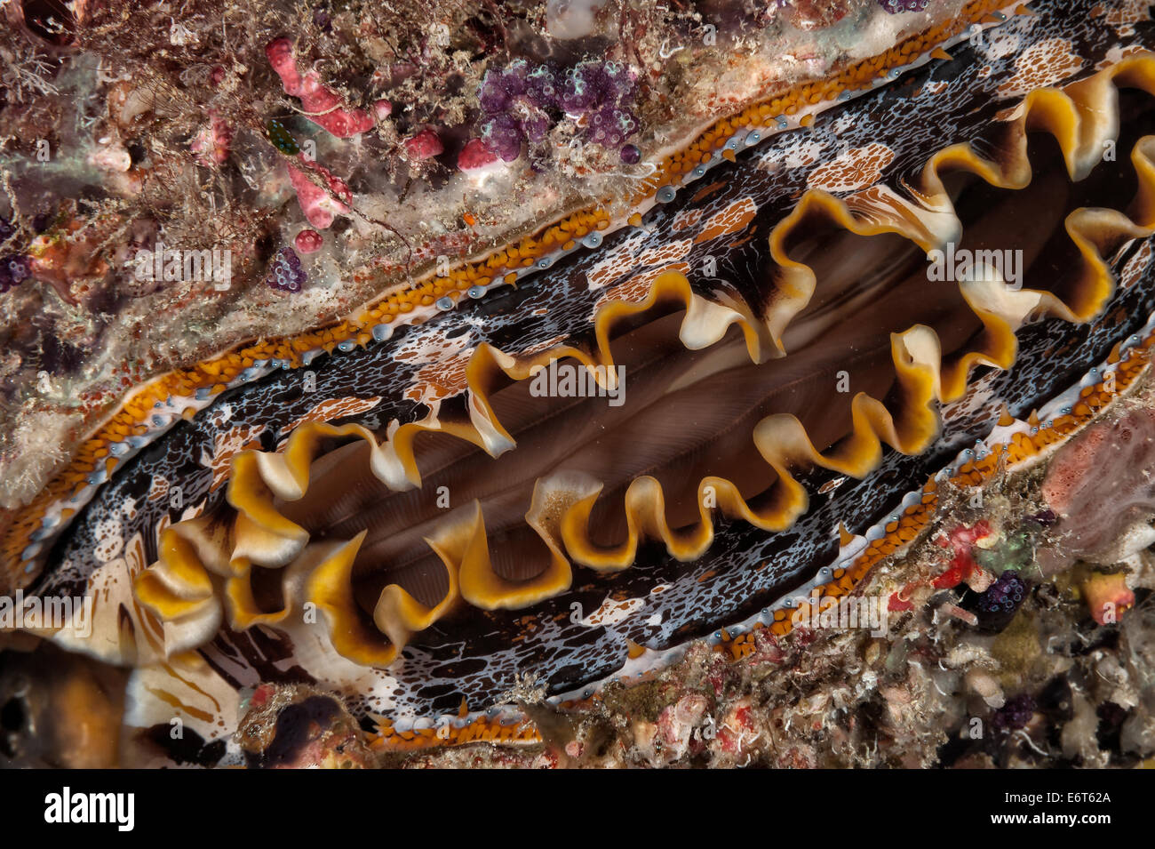 Thorny oyster in Maldives, Indian Ocean Stock Photo Alamy