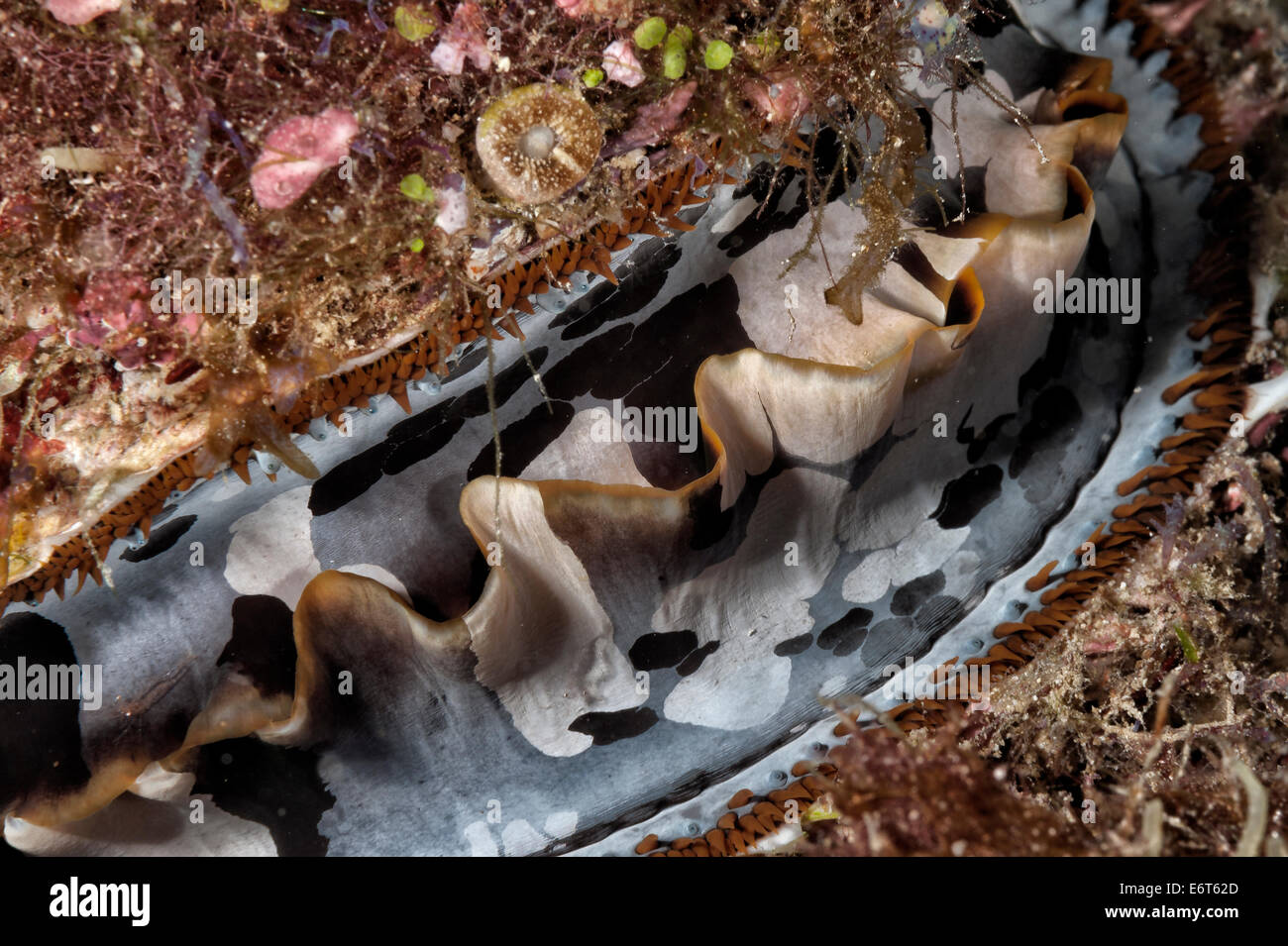 Thorny oyster in Maldives, Indian Ocean Stock Photo Alamy