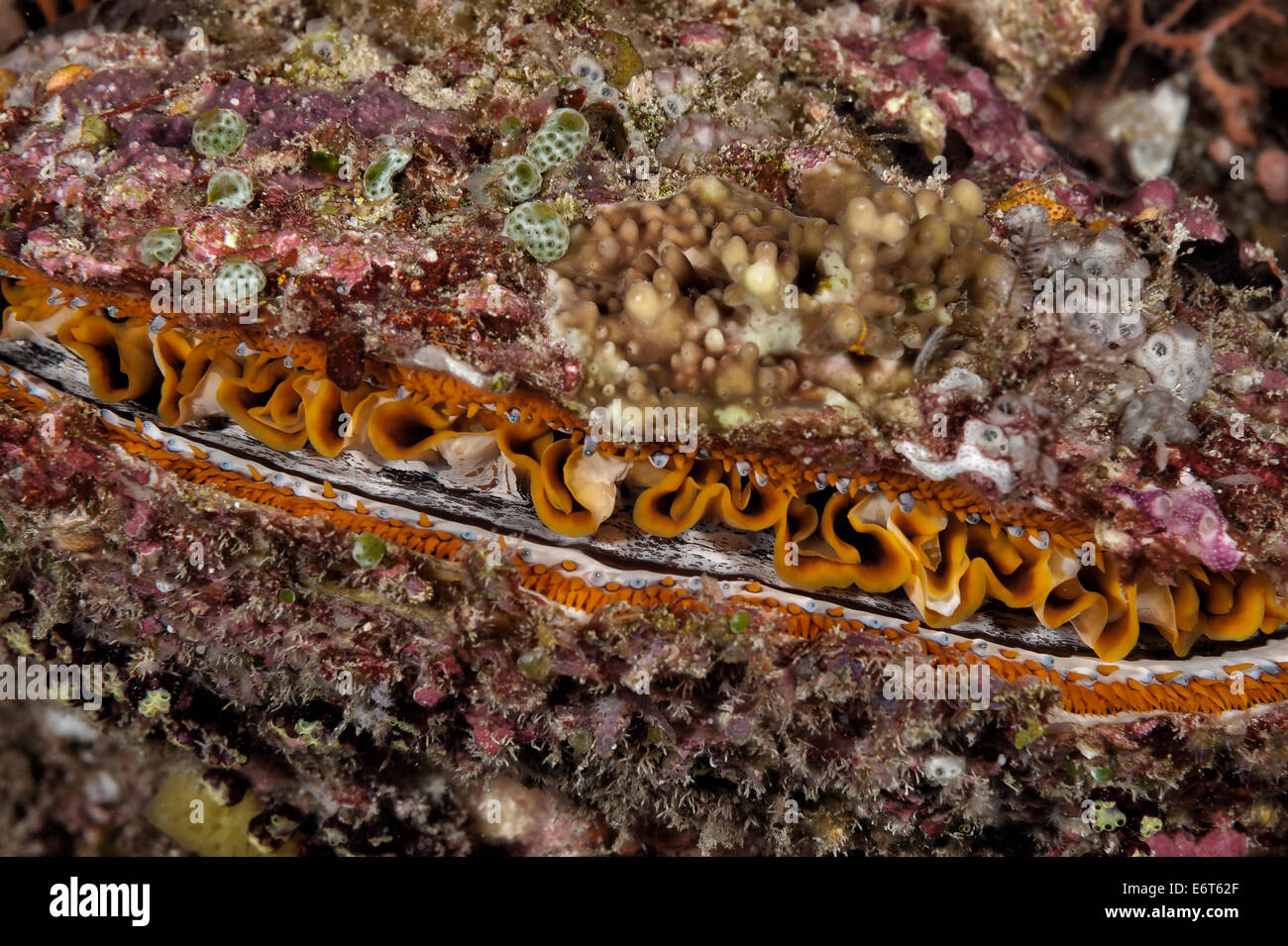Thorny oyster in Maldives, Indian Ocean Stock Photo Alamy