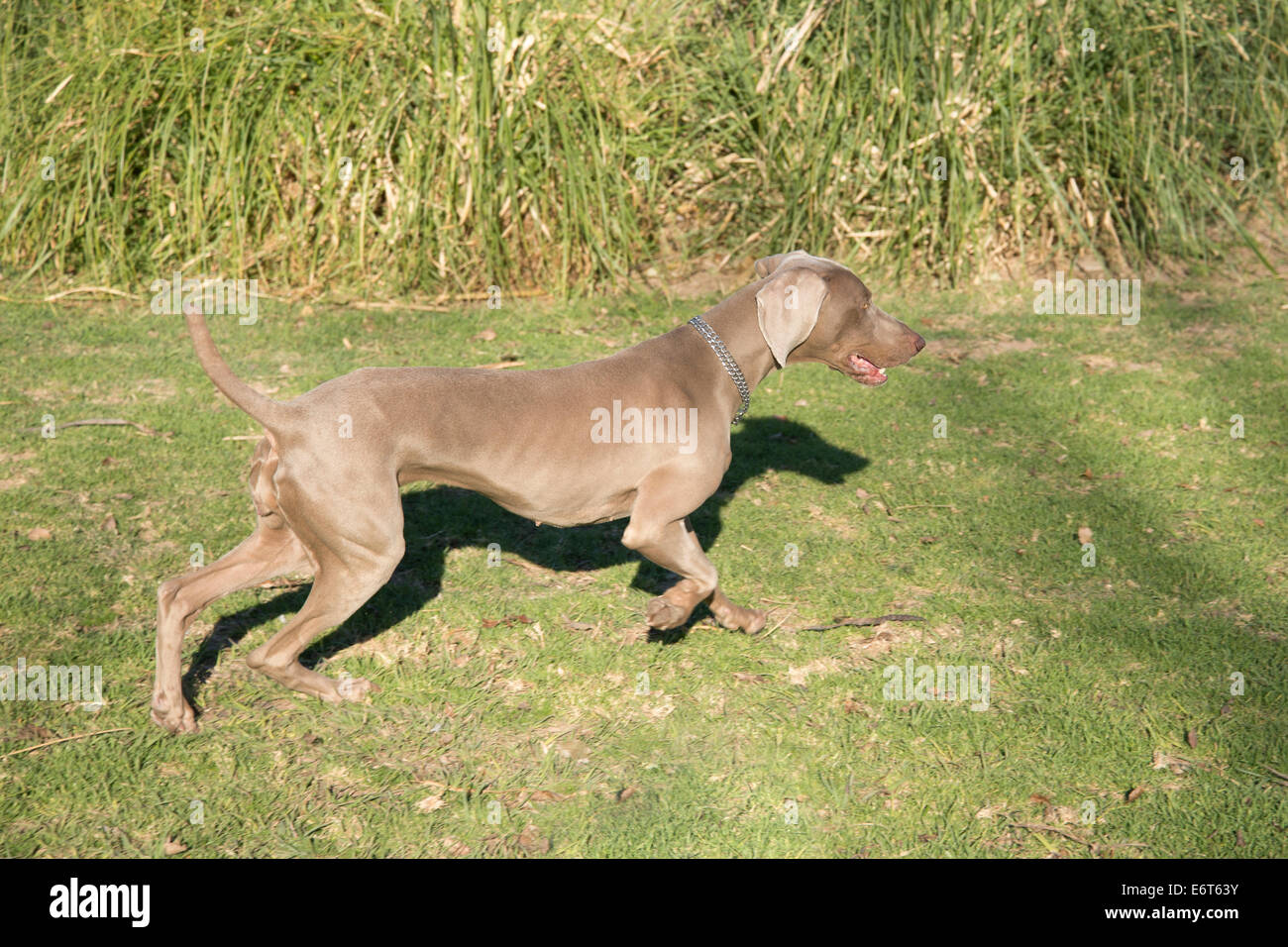 An excited dog, running and searching for something, purebred hunting female Weimaraner, also known as silvery-gray, gray ghost Stock Photo