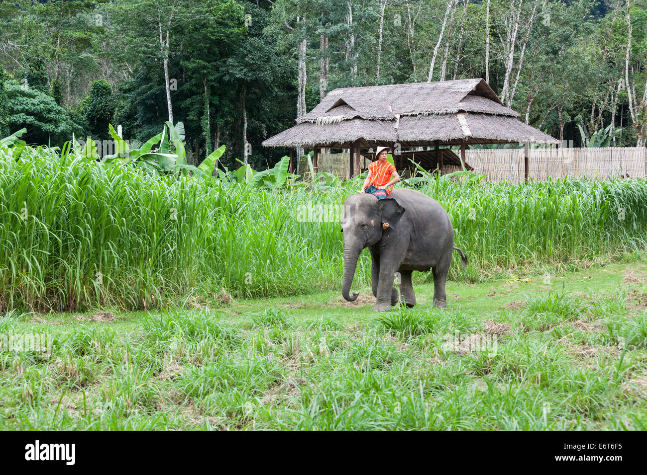 Local Thai hill tribesman wearing a conical hat and an orange shirt rides an Indian Elephant at Elephant Hills, Khao Sok National Park, Thailand Stock Photo