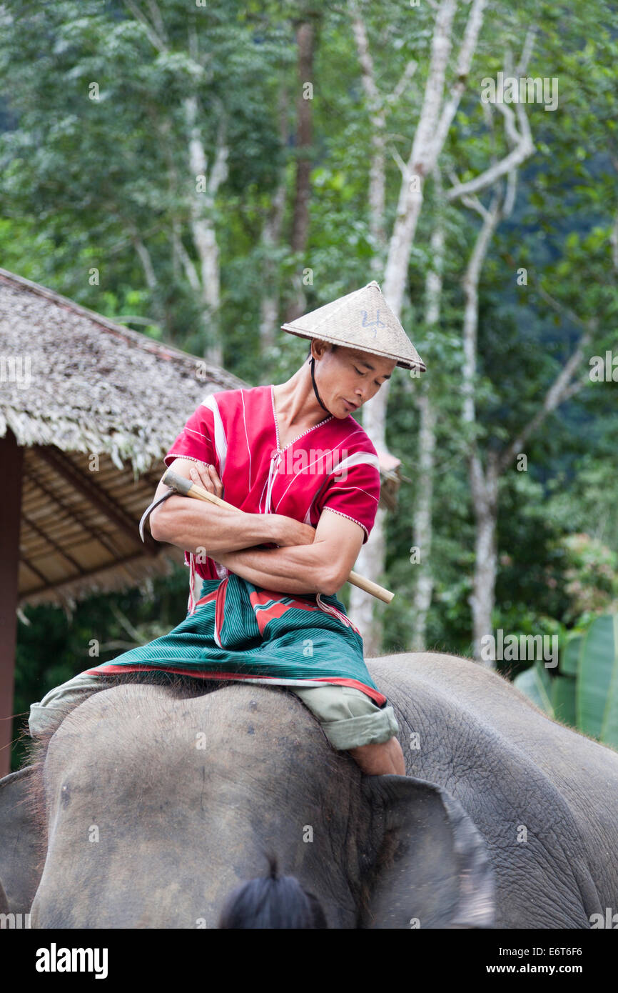 Local Thai hill tribesman wearing a conical hat and red shirt riding an Indian Elephant at Elephant Hills, Khao Sok National Park, Thailand Stock Photo