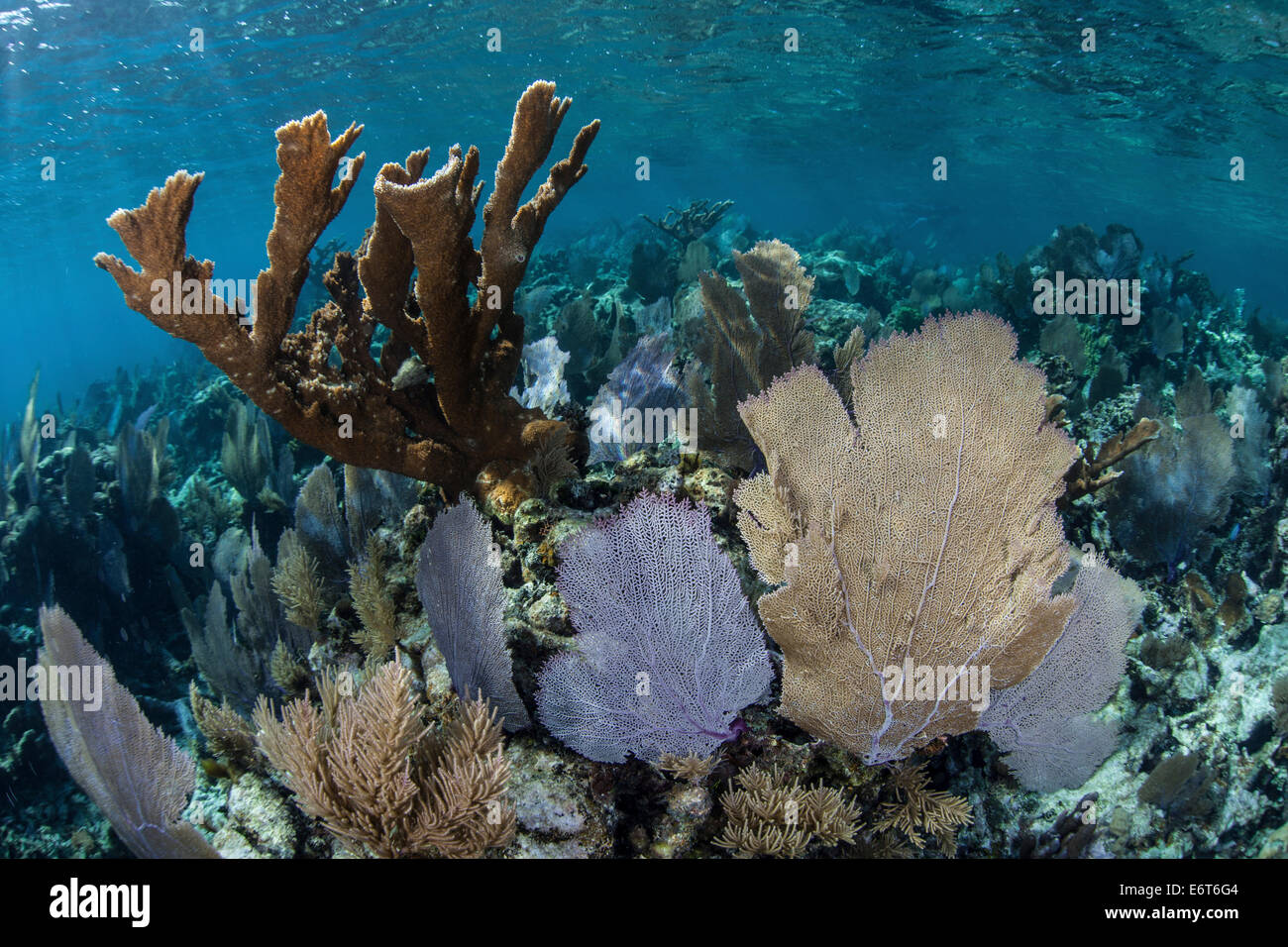 Caribbean Coral Reef with Venus Sea Fan, Gorgonia flabellum, Turneffe Atoll, Caribbean, Belize Stock Photo