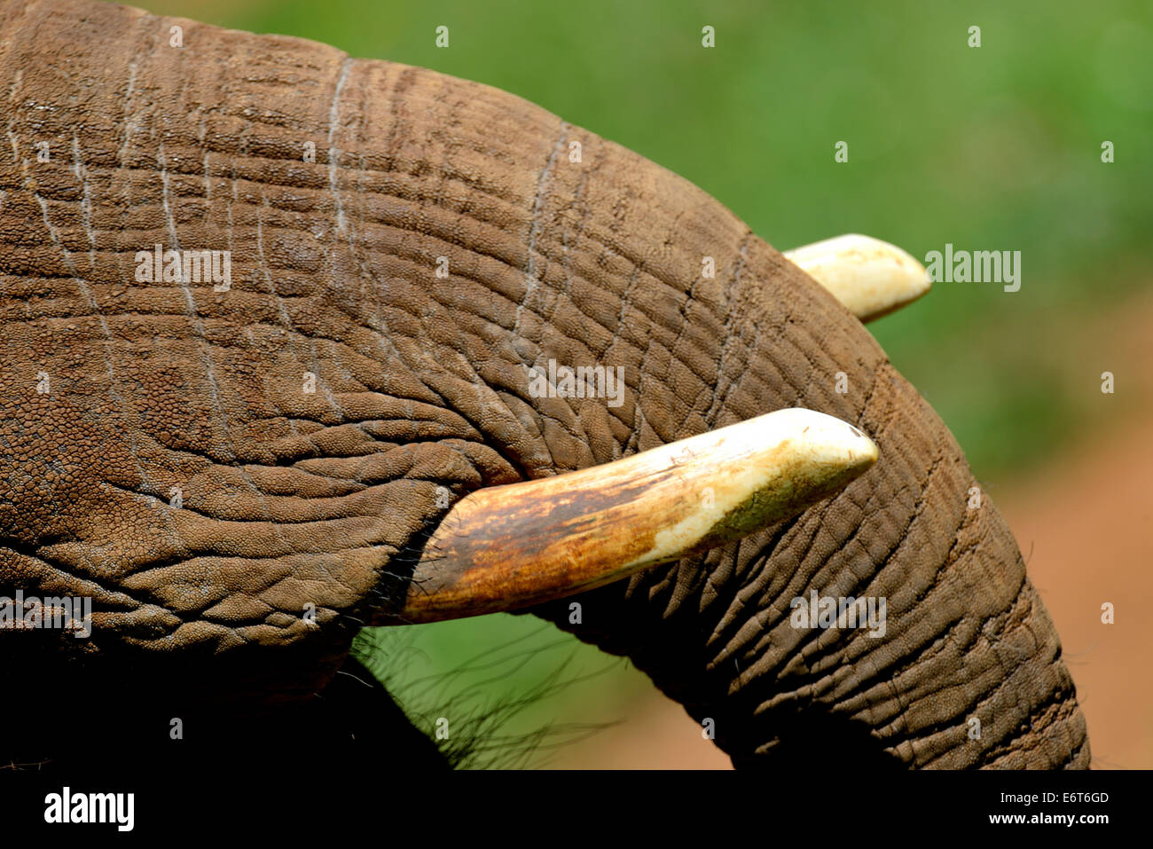 Elephant detail in the Natural Park of Cabarceno, Cantabria, Spain, Europe Stock Photo