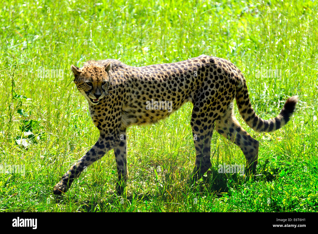 Cheetah, Gepardo (Acinonyx jubatus) Natural Park of Cabarceno, Cantabria, Spain, Europe Stock Photo