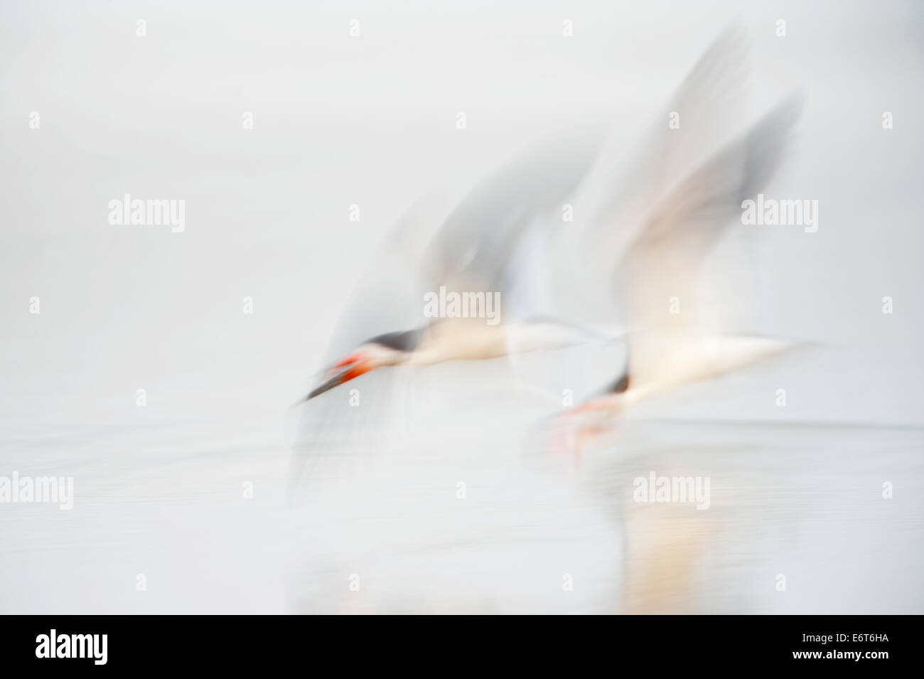 Skimmer birds hires stock photography and images Alamy