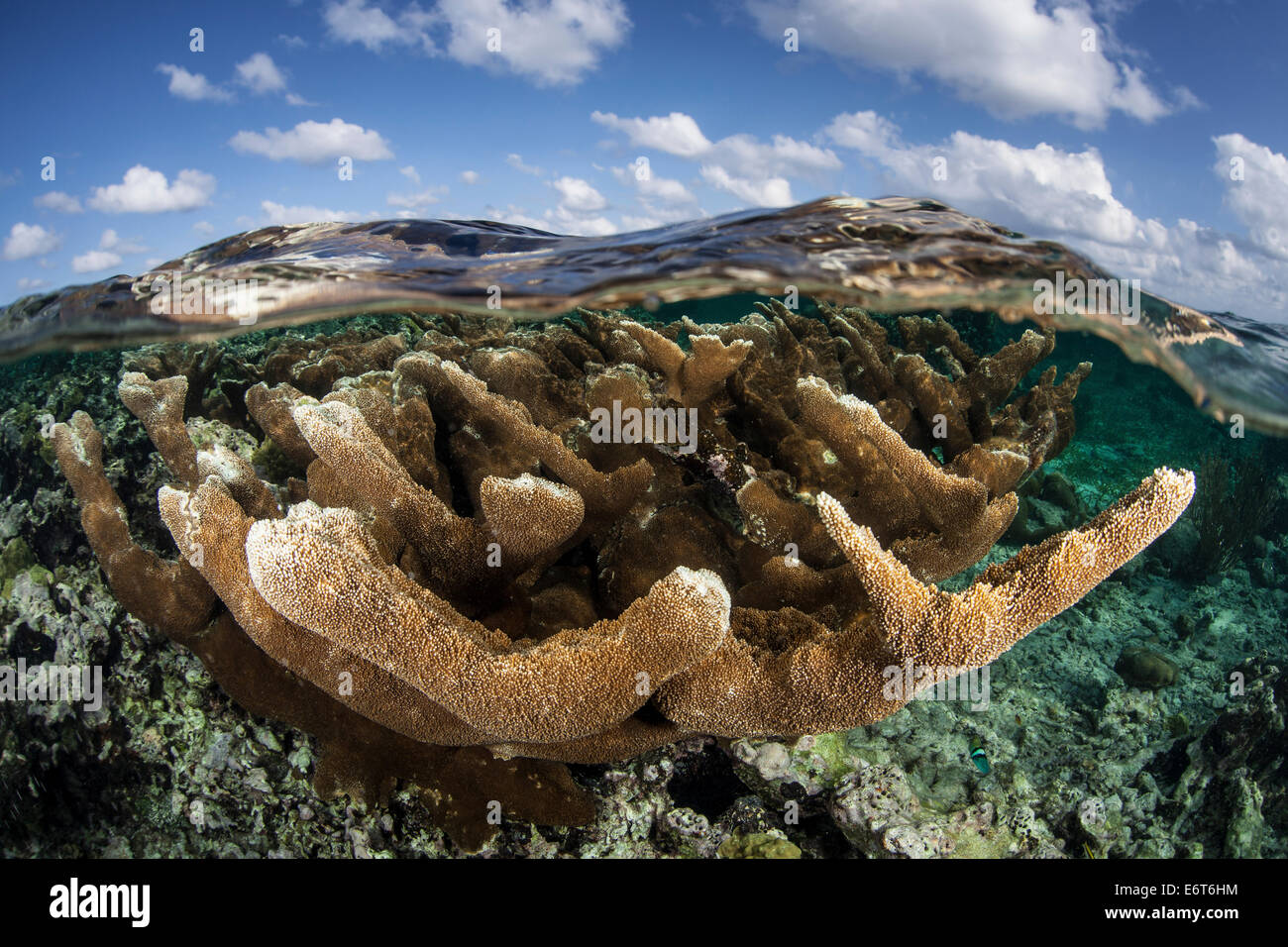 Elkhorn Coral, Acropora palmata, Turneffe Atoll, Caribbean, Belize Stock Photo