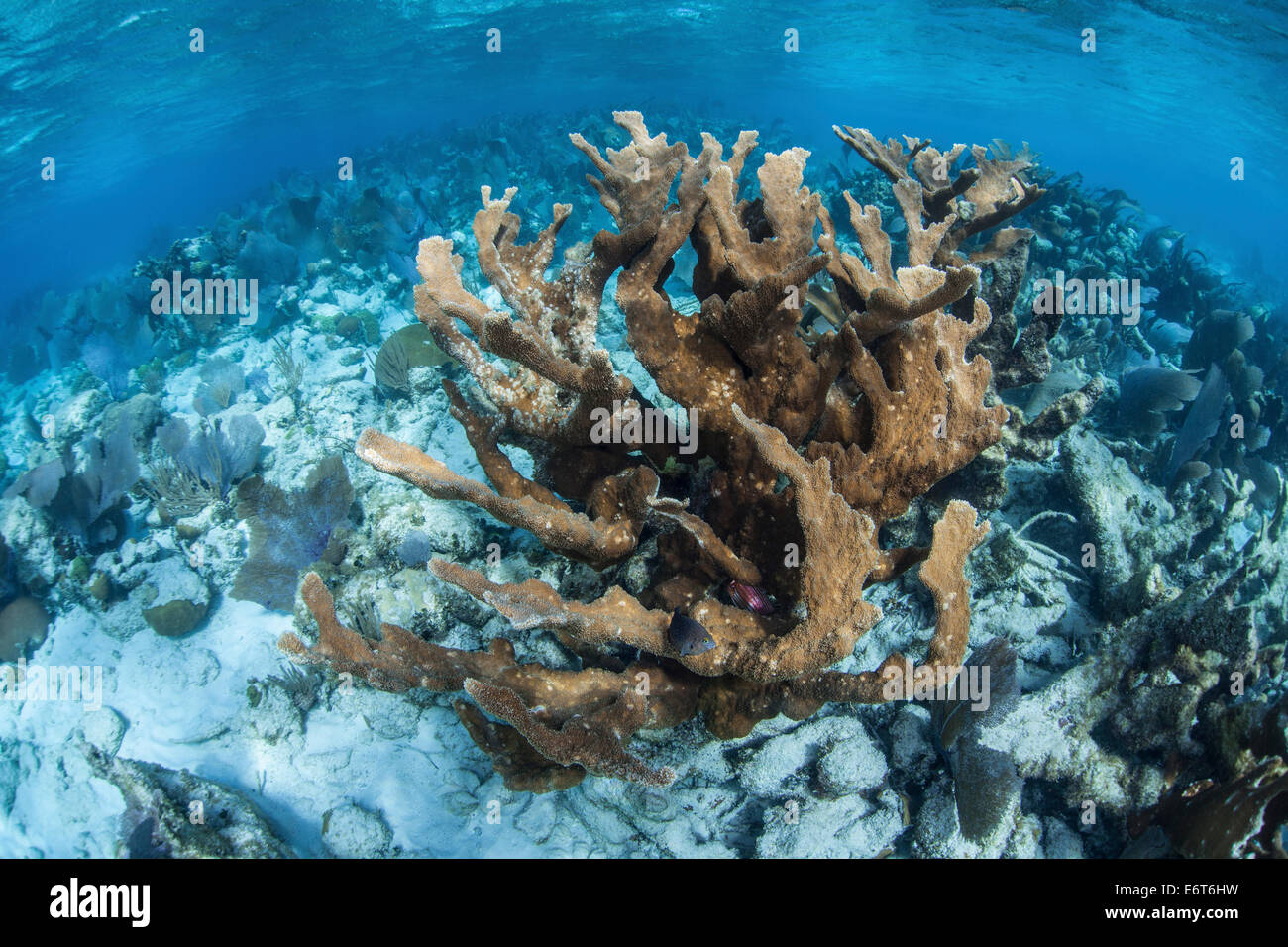 Elkhorn Coral, Acropora palmata, Turneffe Atoll, Caribbean, Belize Stock Photo