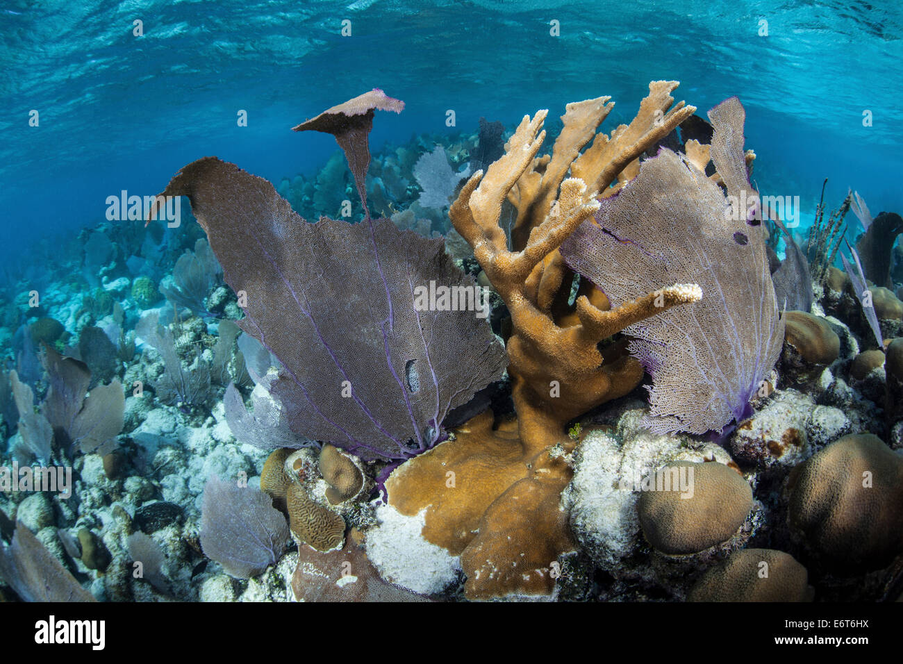 Caribbean Coral Reef, Turneffe Atoll, Caribbean, Belize Stock Photo