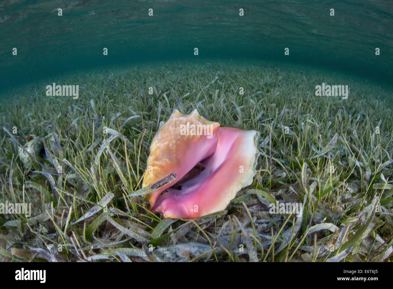 Queen Conch on seagrass meadow, Strombus gigas, Turneffe Atoll, Caribbean, Belize Stock Photo
