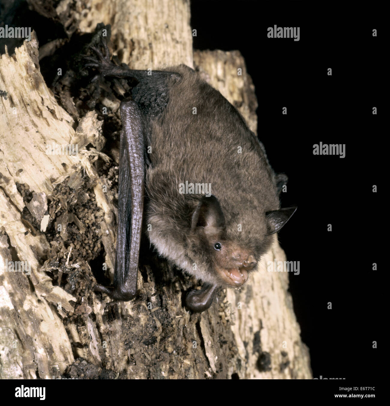 Whiskered Bat - Myotis mystacinus Stock Photo