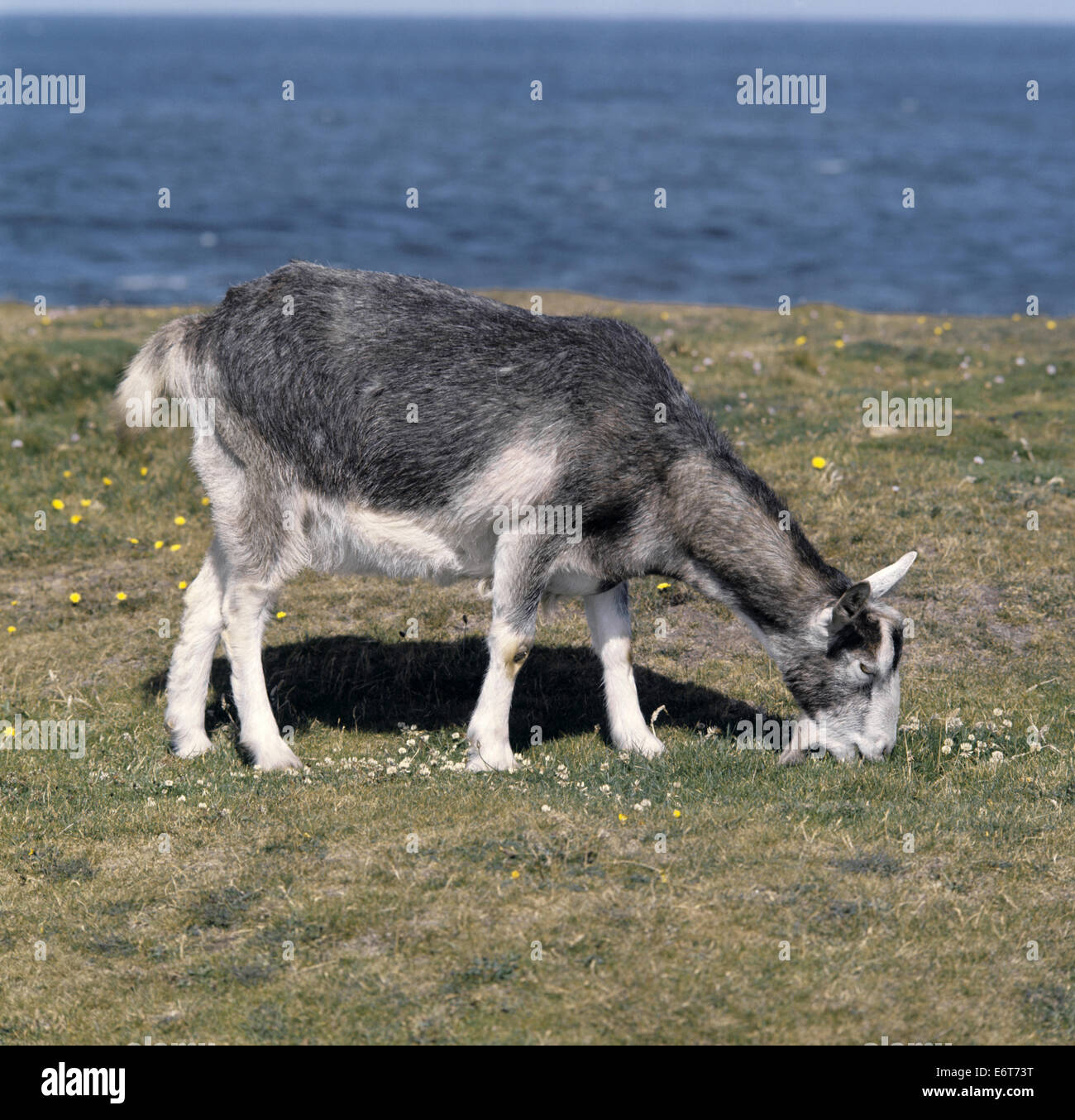 Goat - Capra hircus Stock Photo