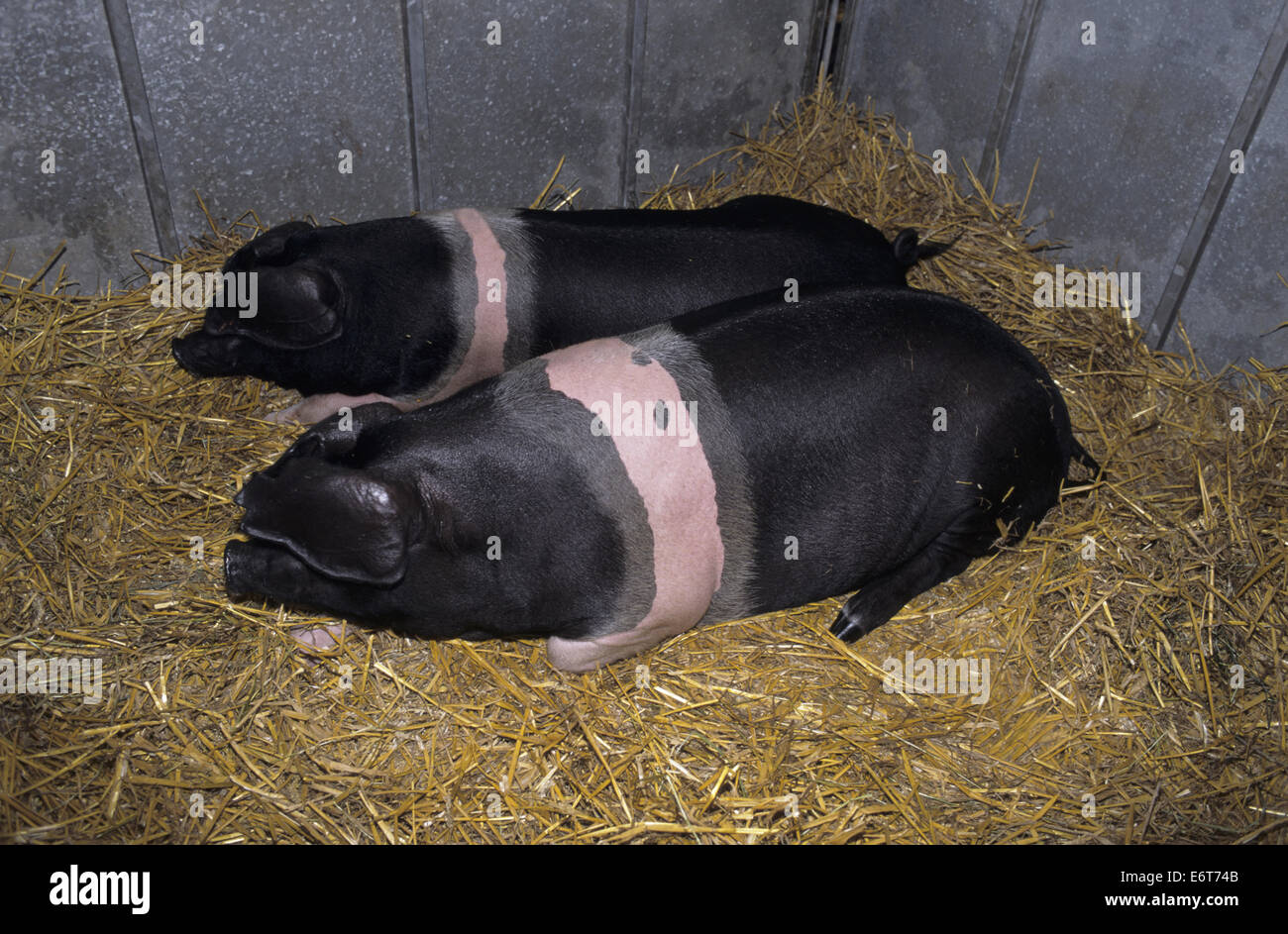 Pig - Sus scrofa Stock Photo