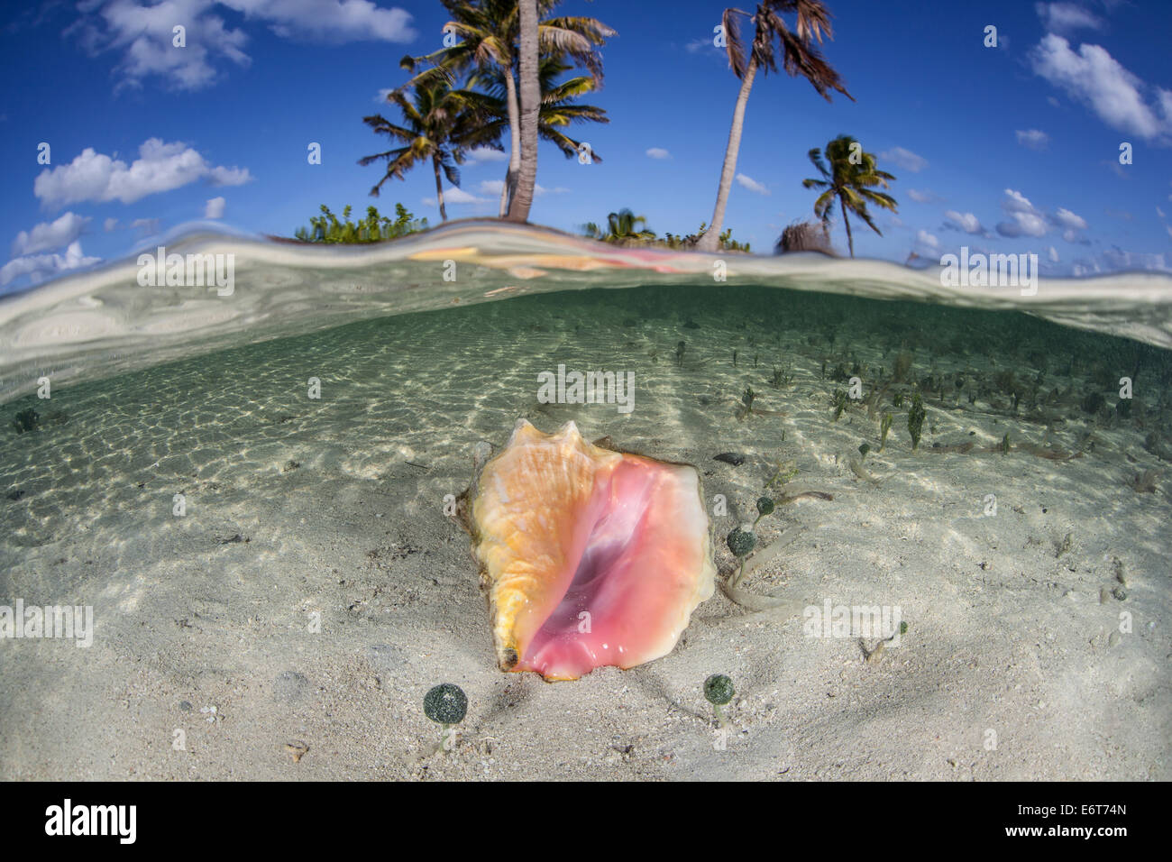 Queen Conch, Strombus gigas, Turneffe Atoll, Caribbean, Belize Stock Photo