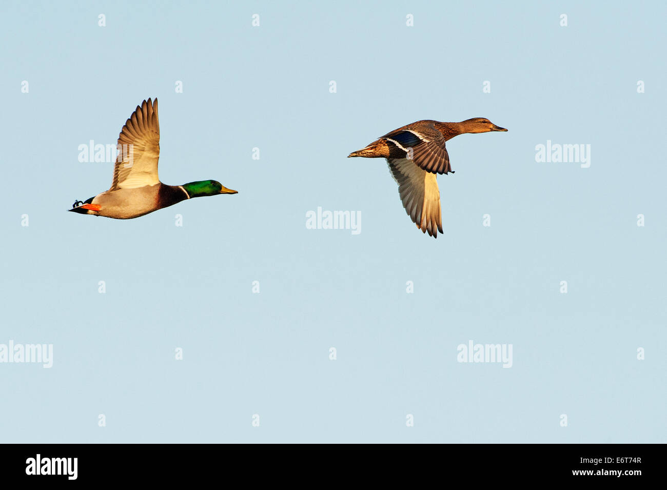 Male and female mallards in flight Stock Photo