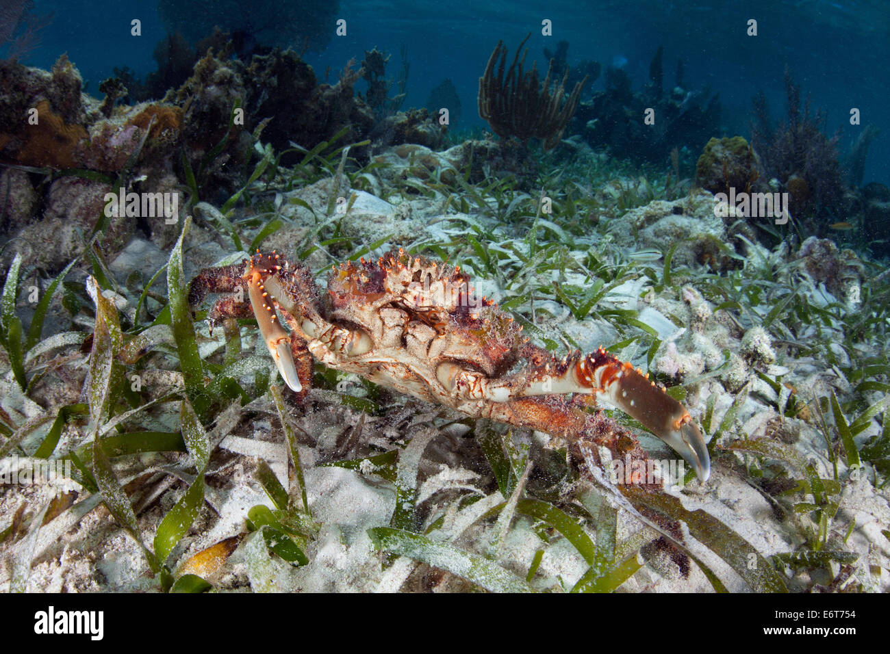 Hairy Clinging Crab, Mithrax spinosissimus, Turneffe Atoll, Caribbean, Belize Stock Photo