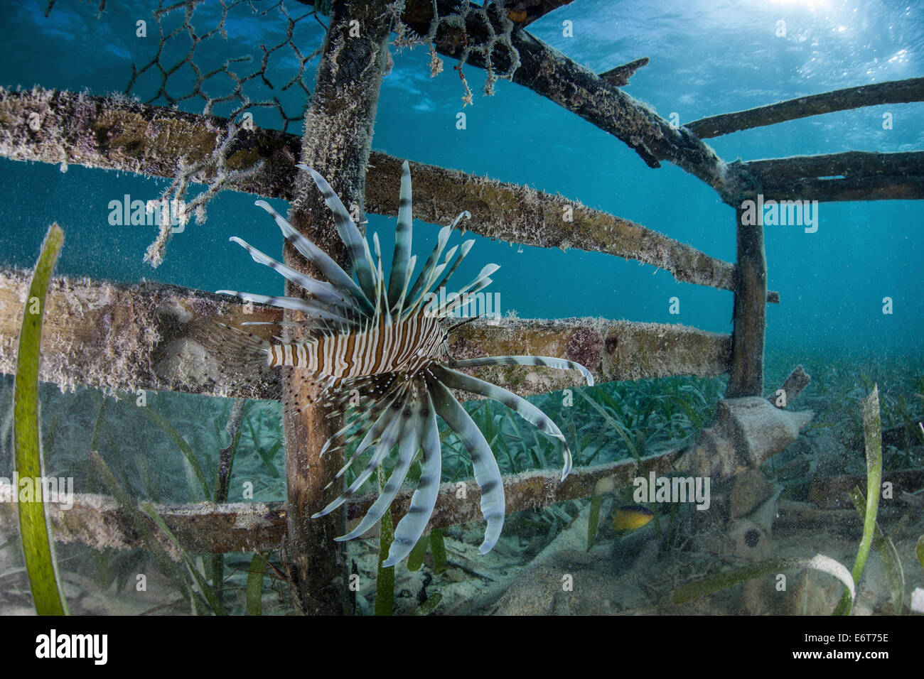 Invasive Lionfish, Pterois volitans, Turneffe Atoll, Caribbean, Belize Stock Photo