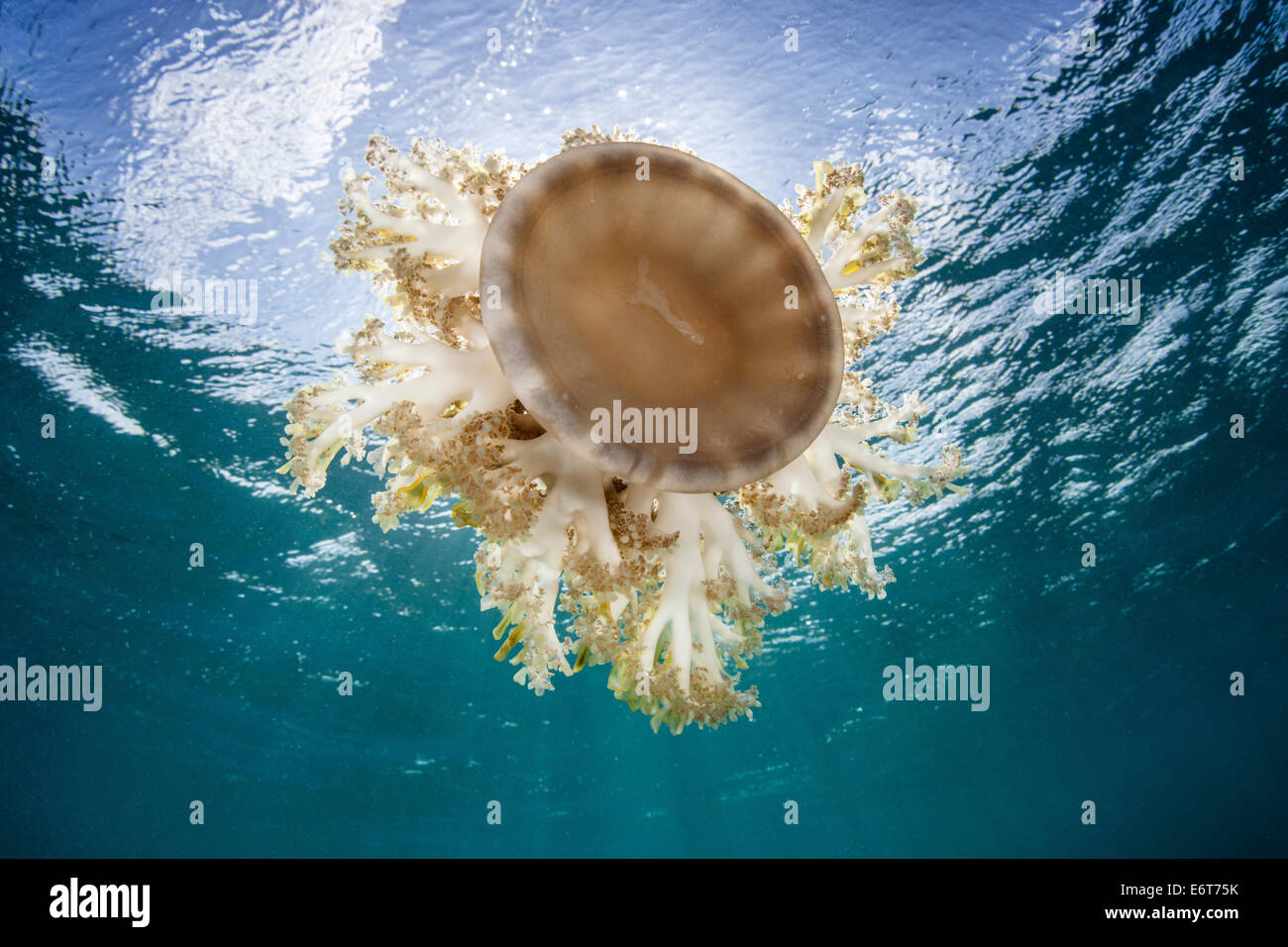 Upside-Down Jellyfish, Cassiopea xamachana, Turneffe Atoll, Caribbean, Belize Stock Photo