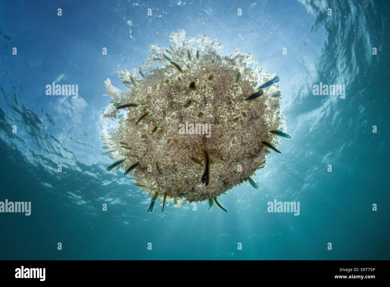Upside-Down Jellyfish, Cassiopea xamachana, Turneffe Atoll, Caribbean, Belize Stock Photo