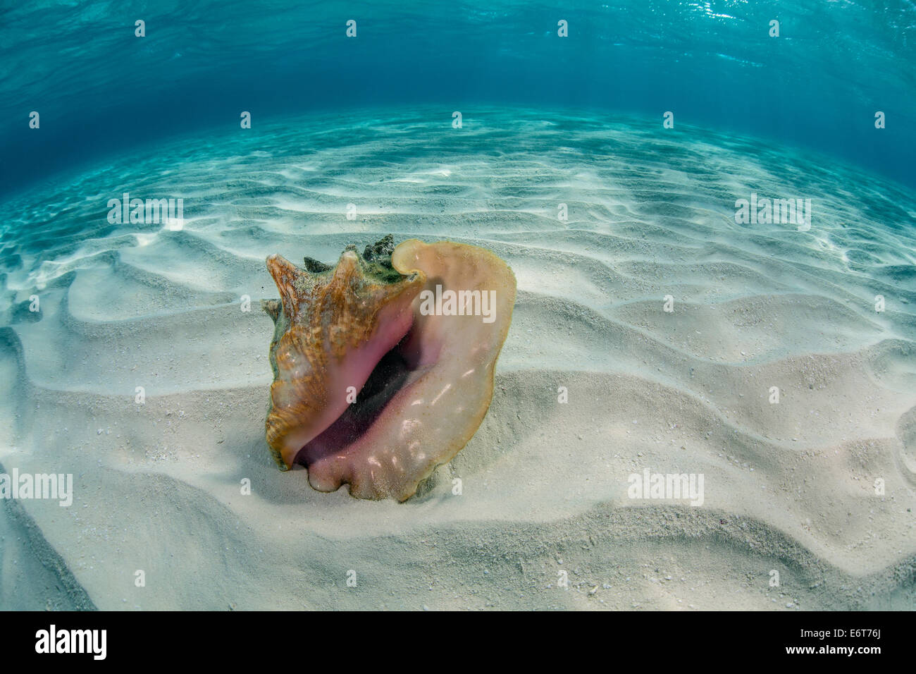 Queen Conch in Lagoon, Strombus gigas, Turneffe Atoll, Caribbean, Belize Stock Photo