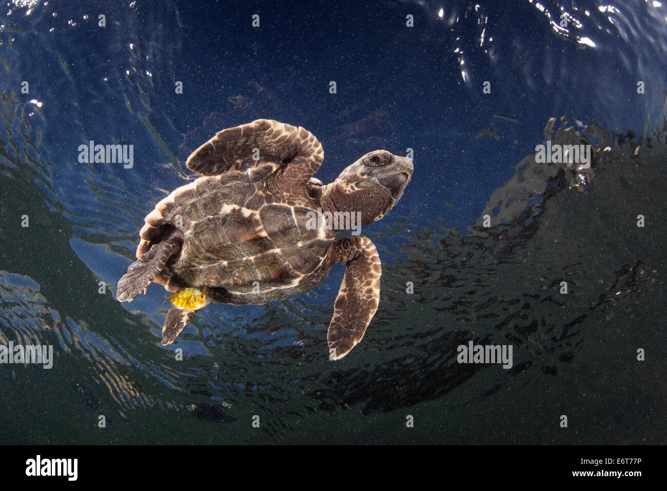 Juvenile Hawksbill Sea Turtle, Eretmochelys imbricata, Turneffe Atoll, Caribbean, Belize Stock Photo